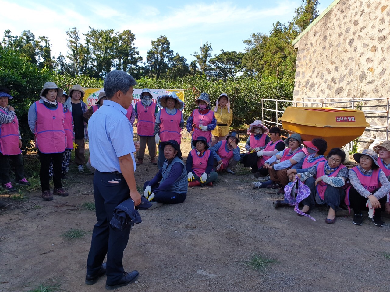 한경면 농업인단체 감귤 열매솎기 봉사활동