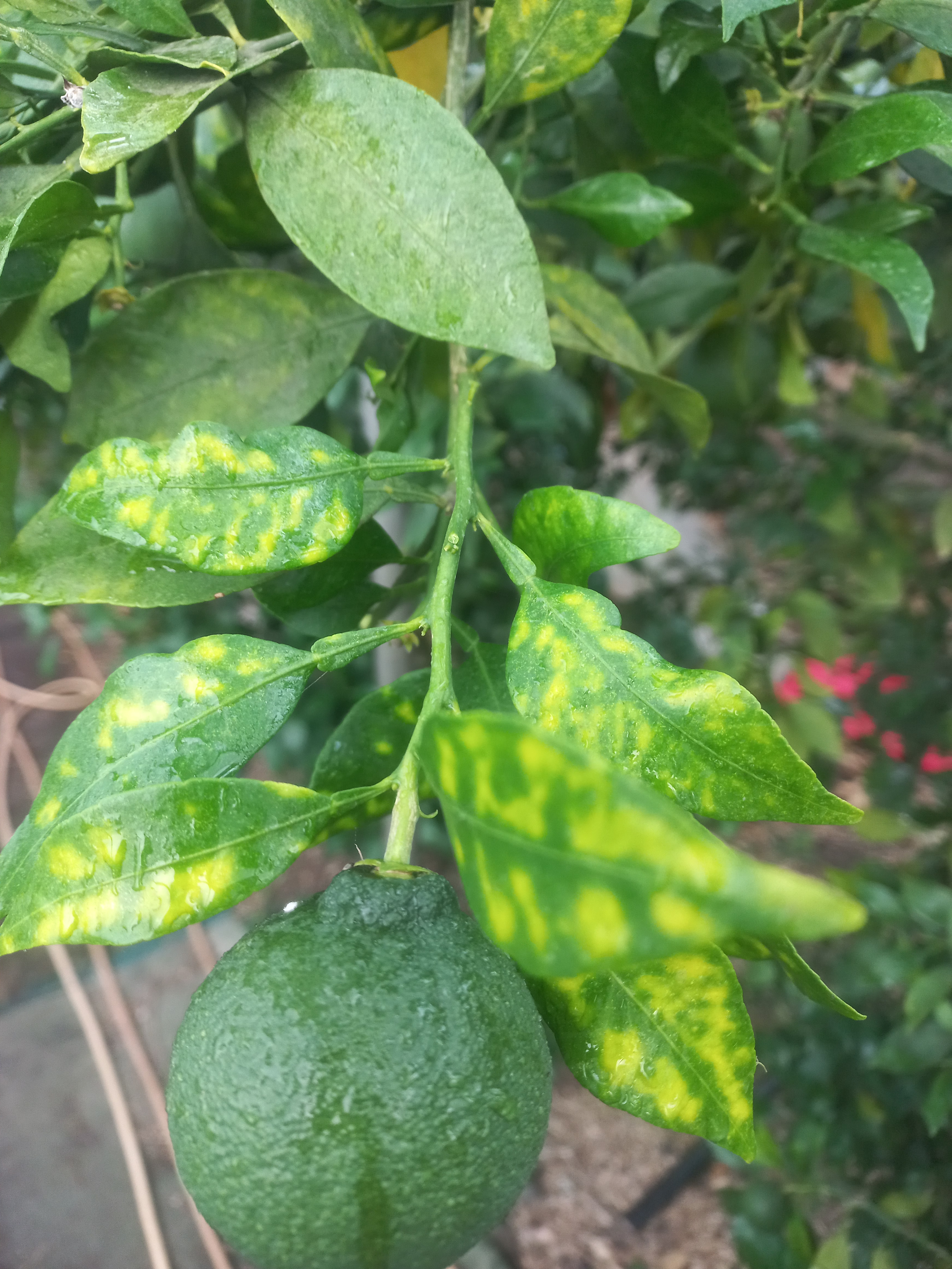 한라봉 잎사귀 상황