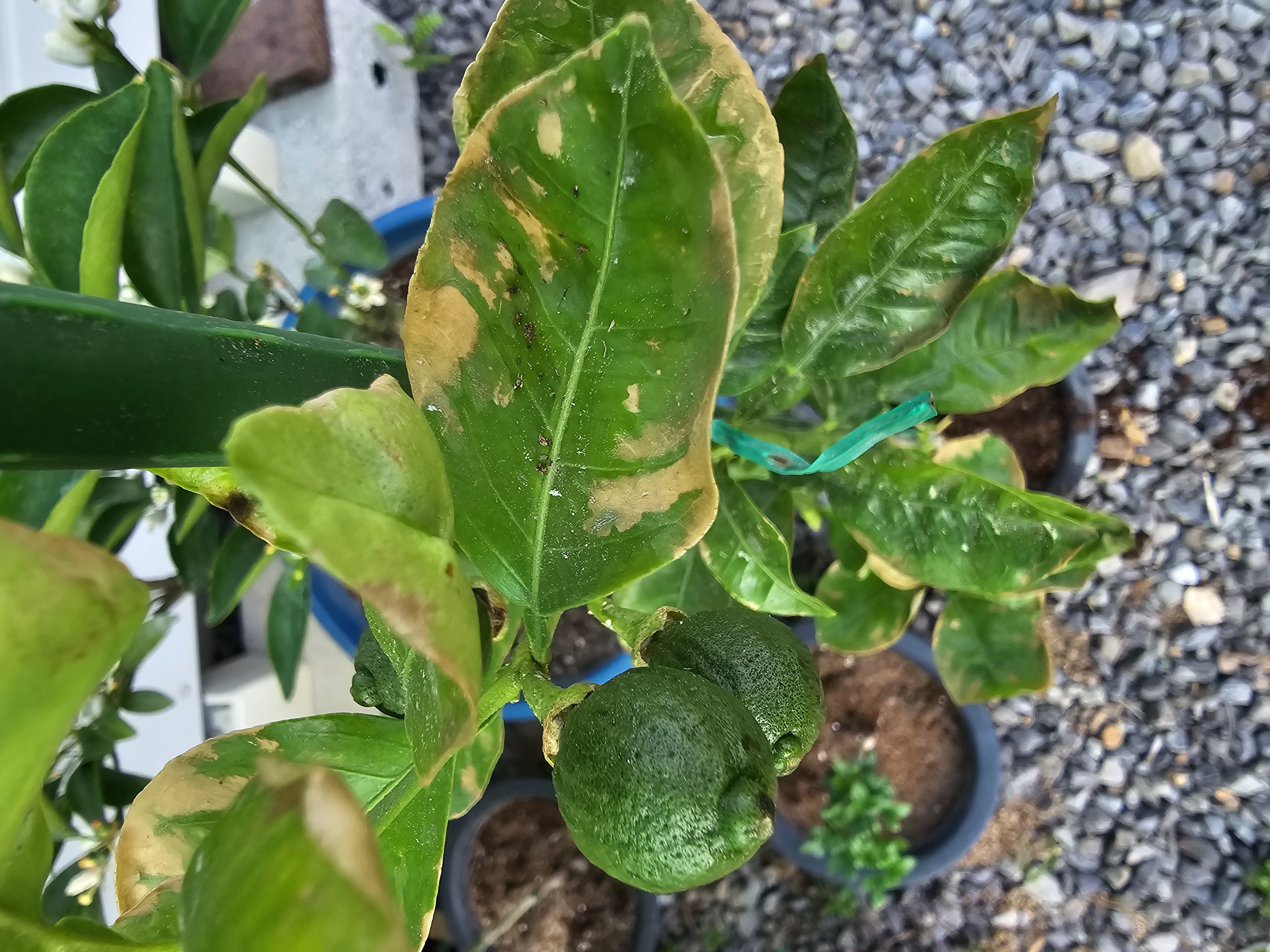 나무잎이 왜이런가요