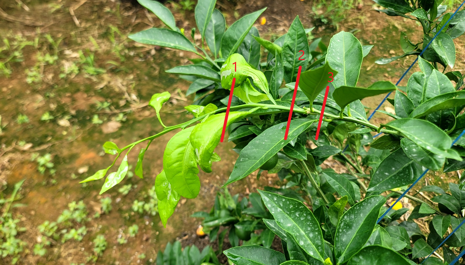 유라실생 오유월지 제거(여름전정) 문의