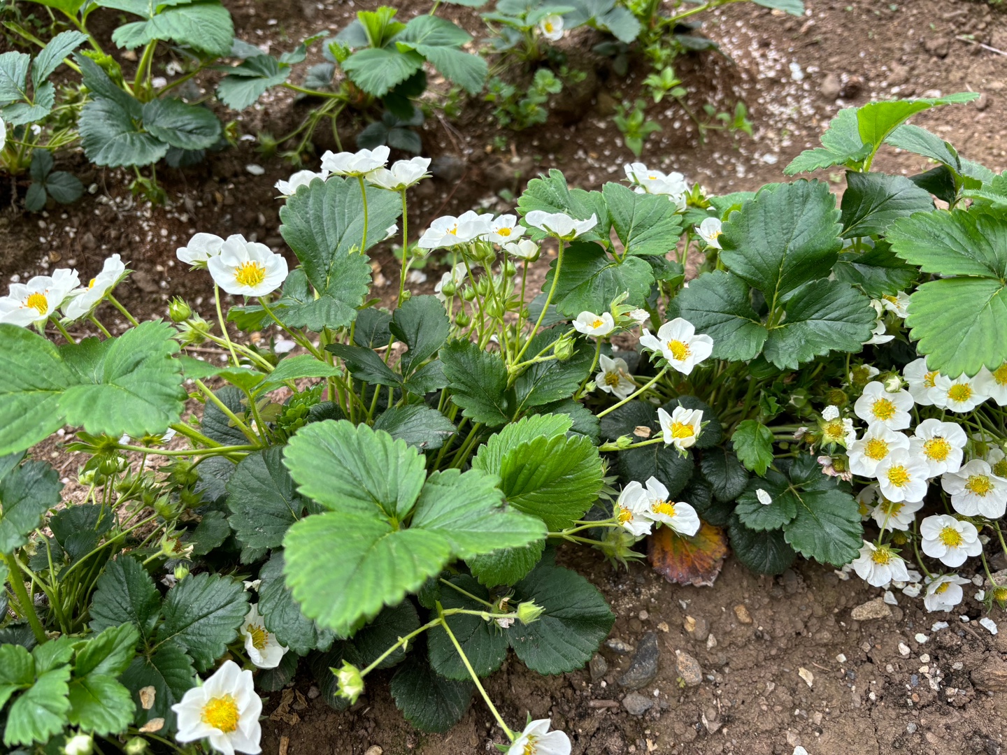 텃밭 딸기 알을 크게 키우고 싶어요