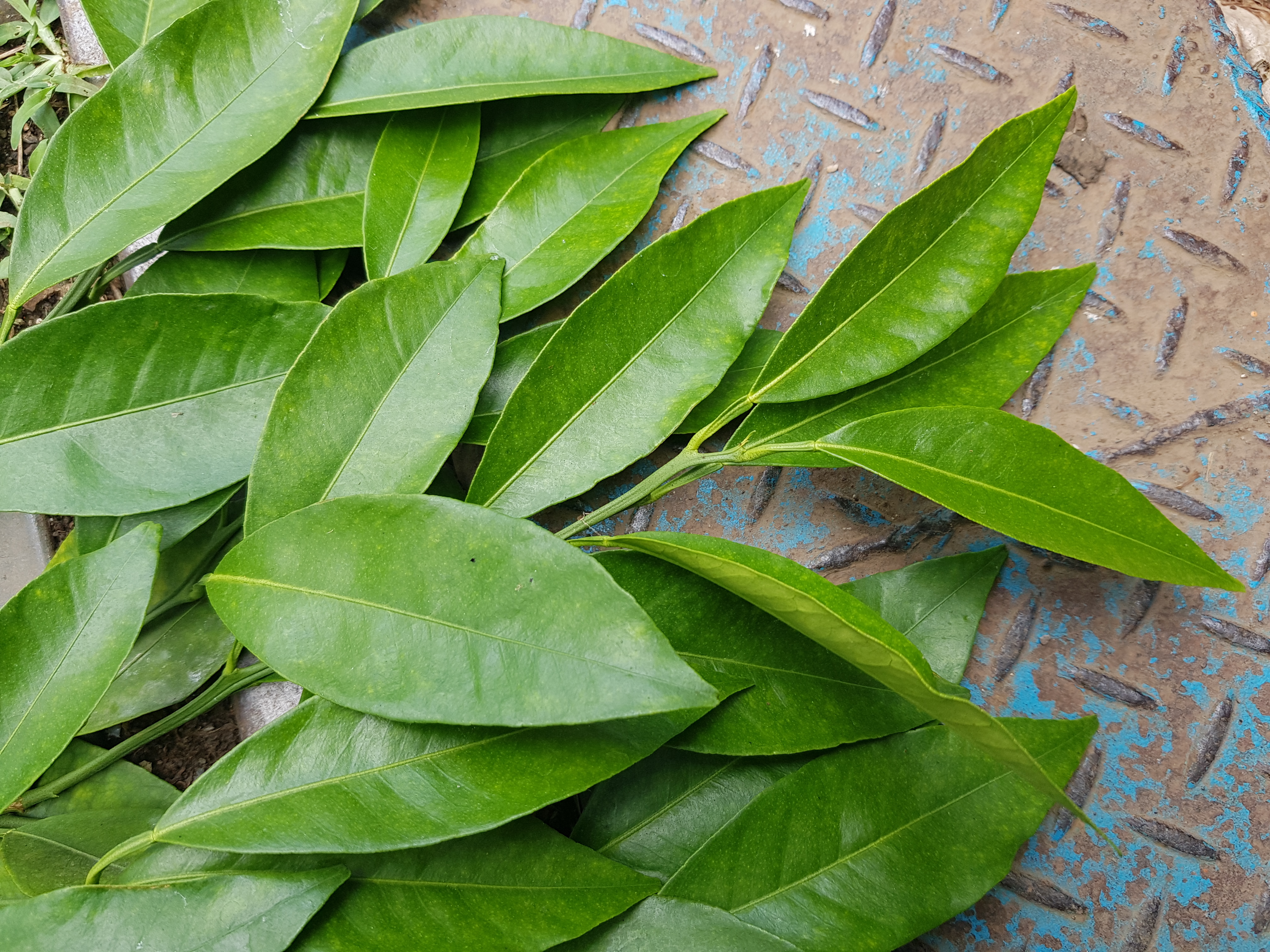 천혜향 해거리,남진해 결핍증상 문의
