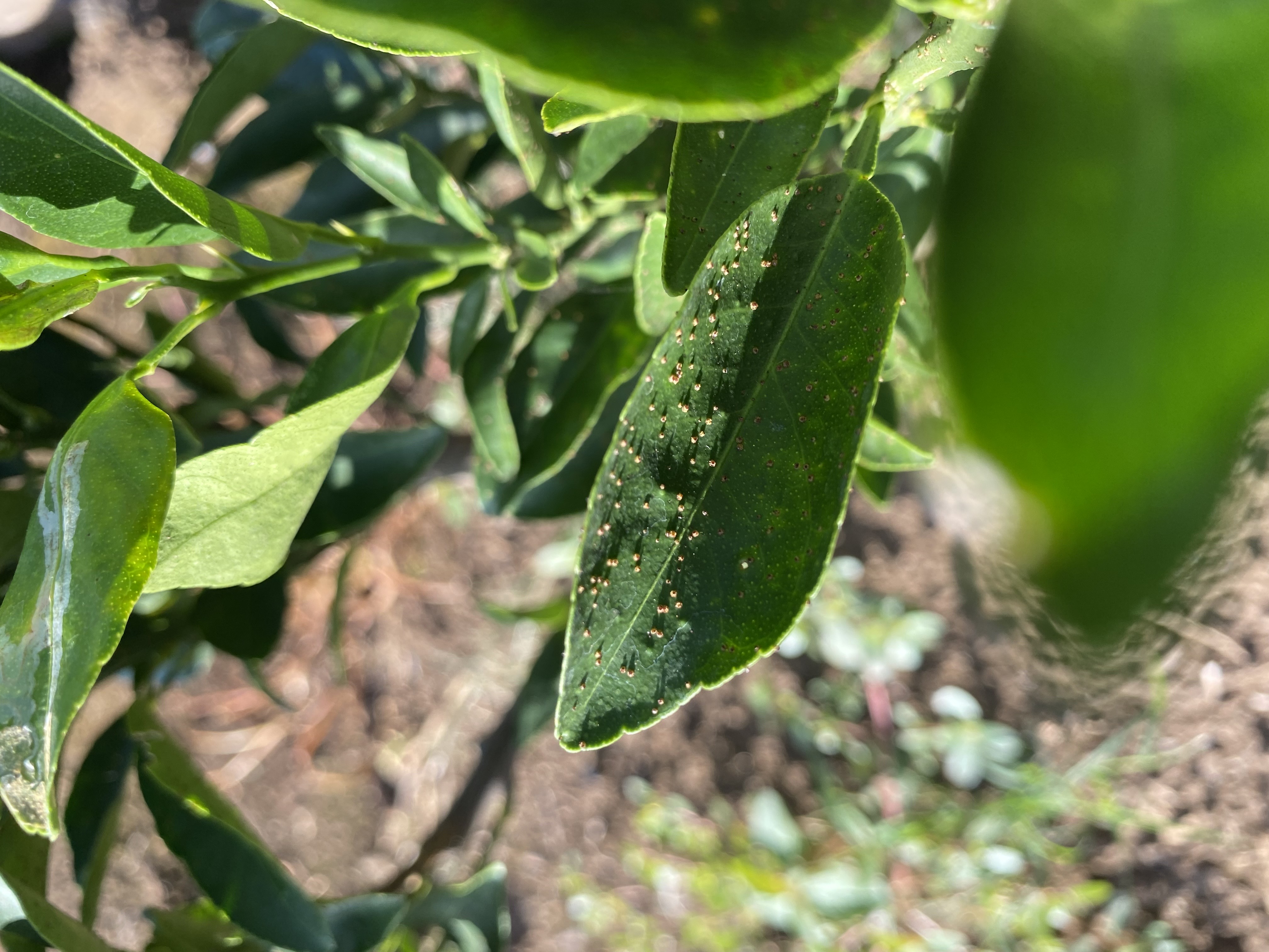 천혜향 잎에 이렇게 되어있는데... 무엇인지 알려주세요