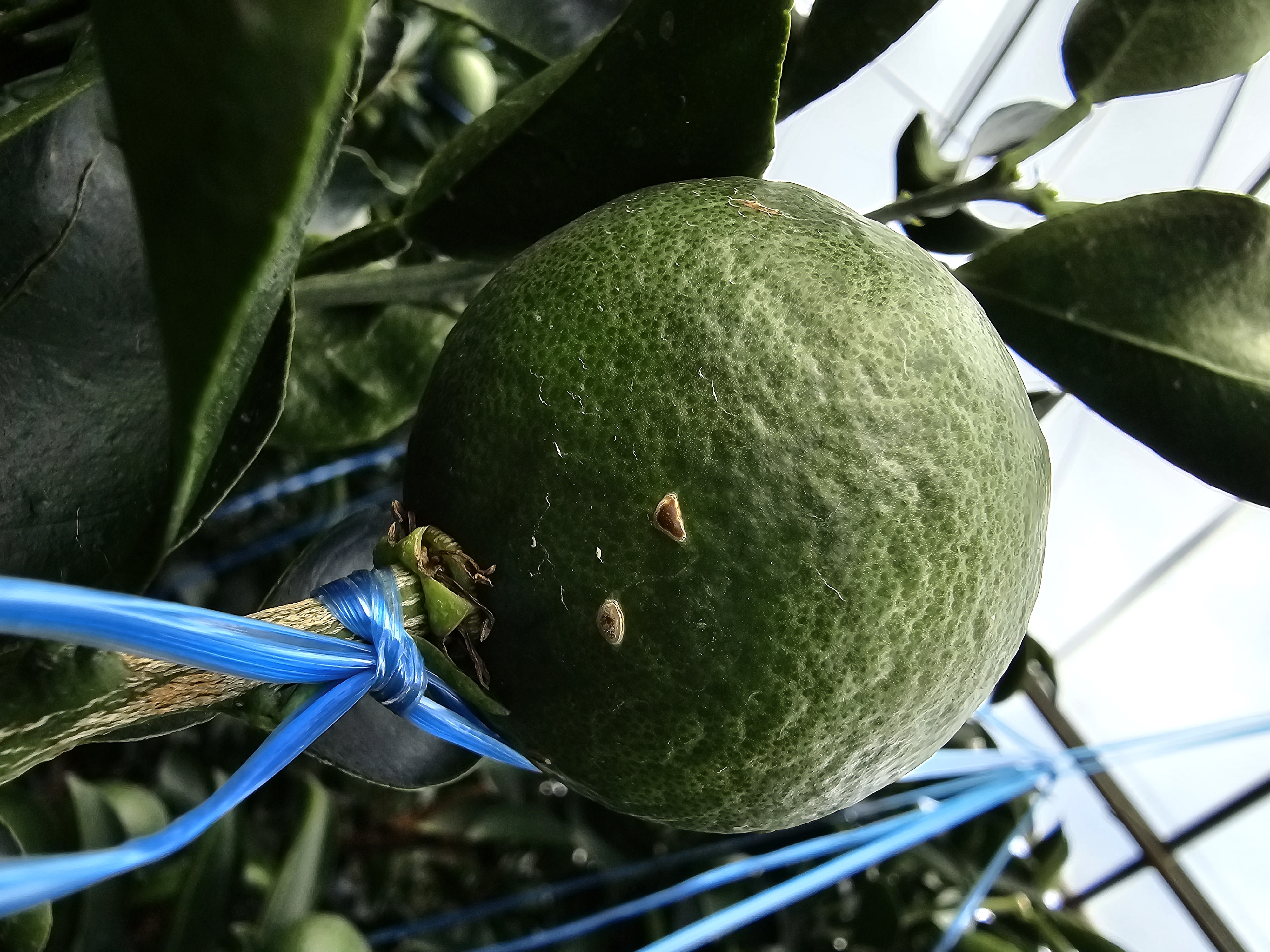 천혜향 과실 병충해 관련 문의드립니다