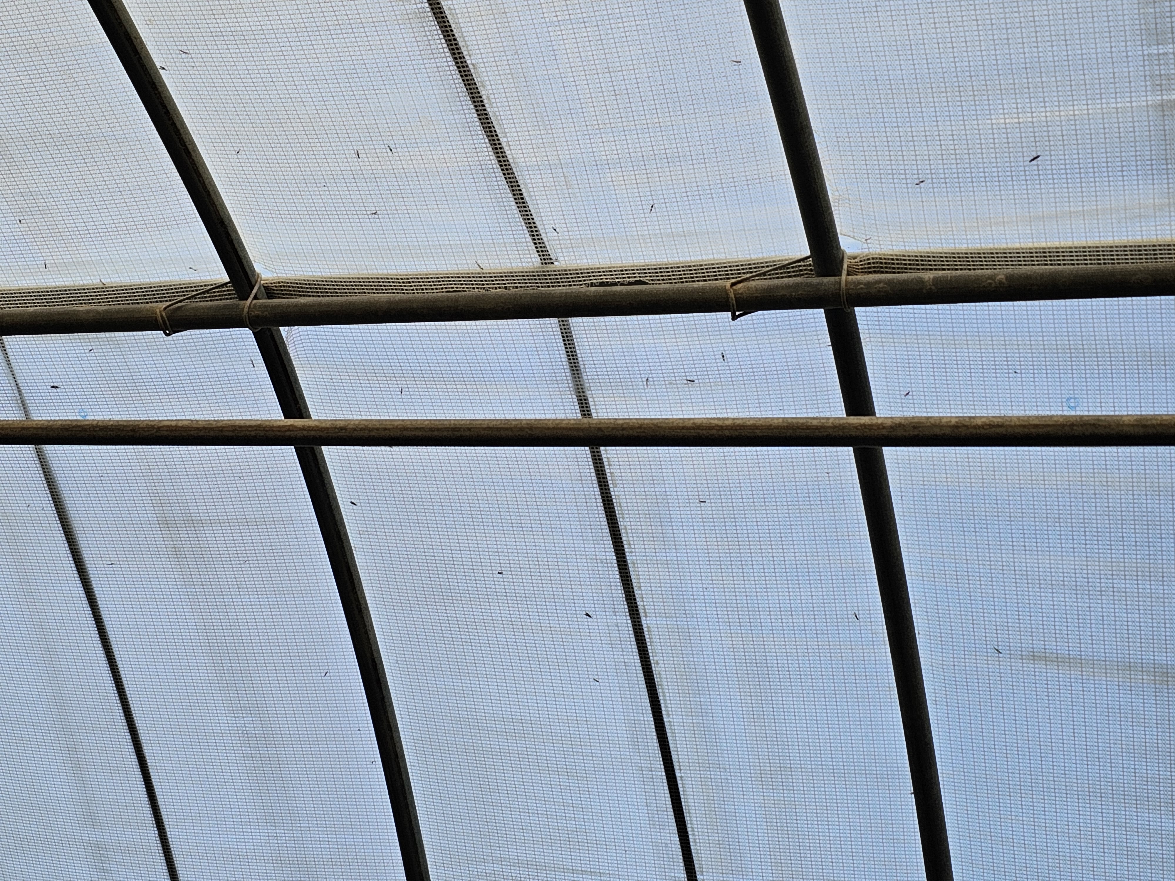 무슨 나방인가요?