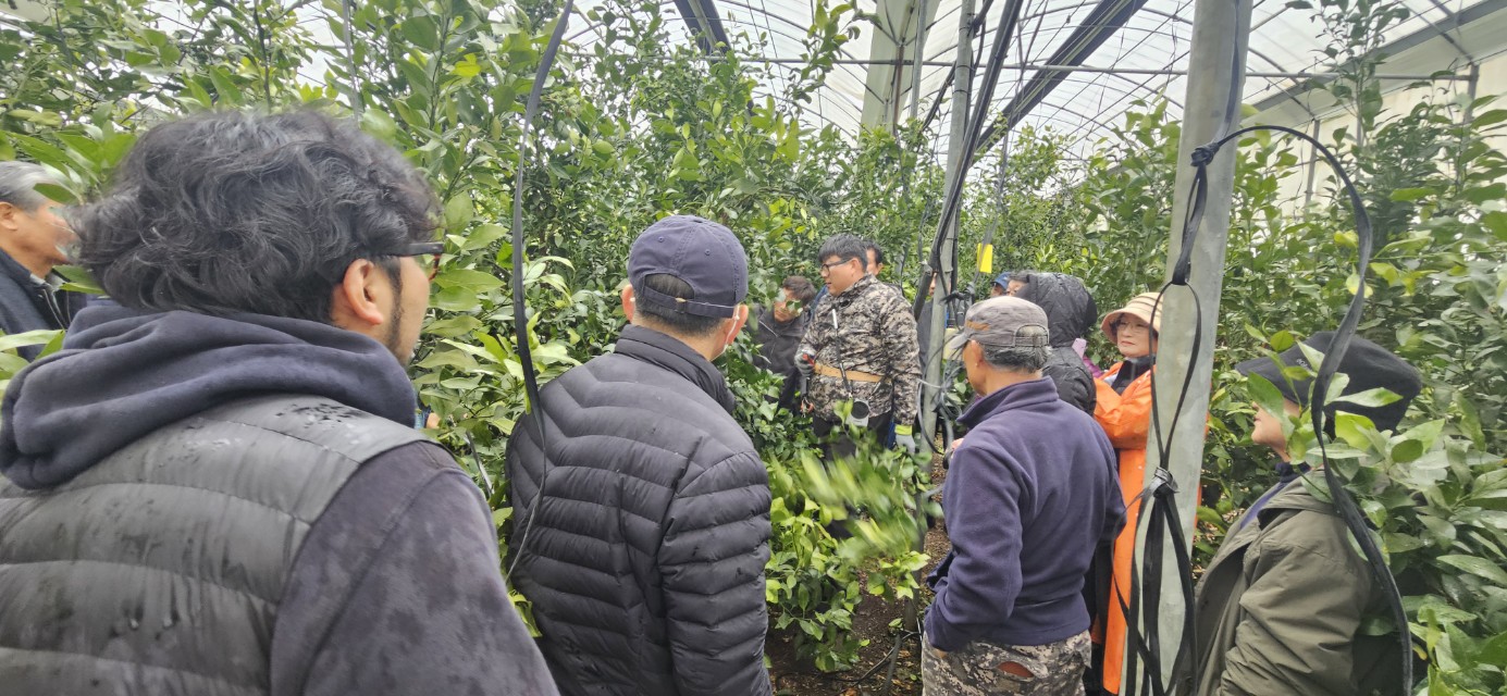 2026년 감귤류 정지. 전정 기술교육 - 1회차