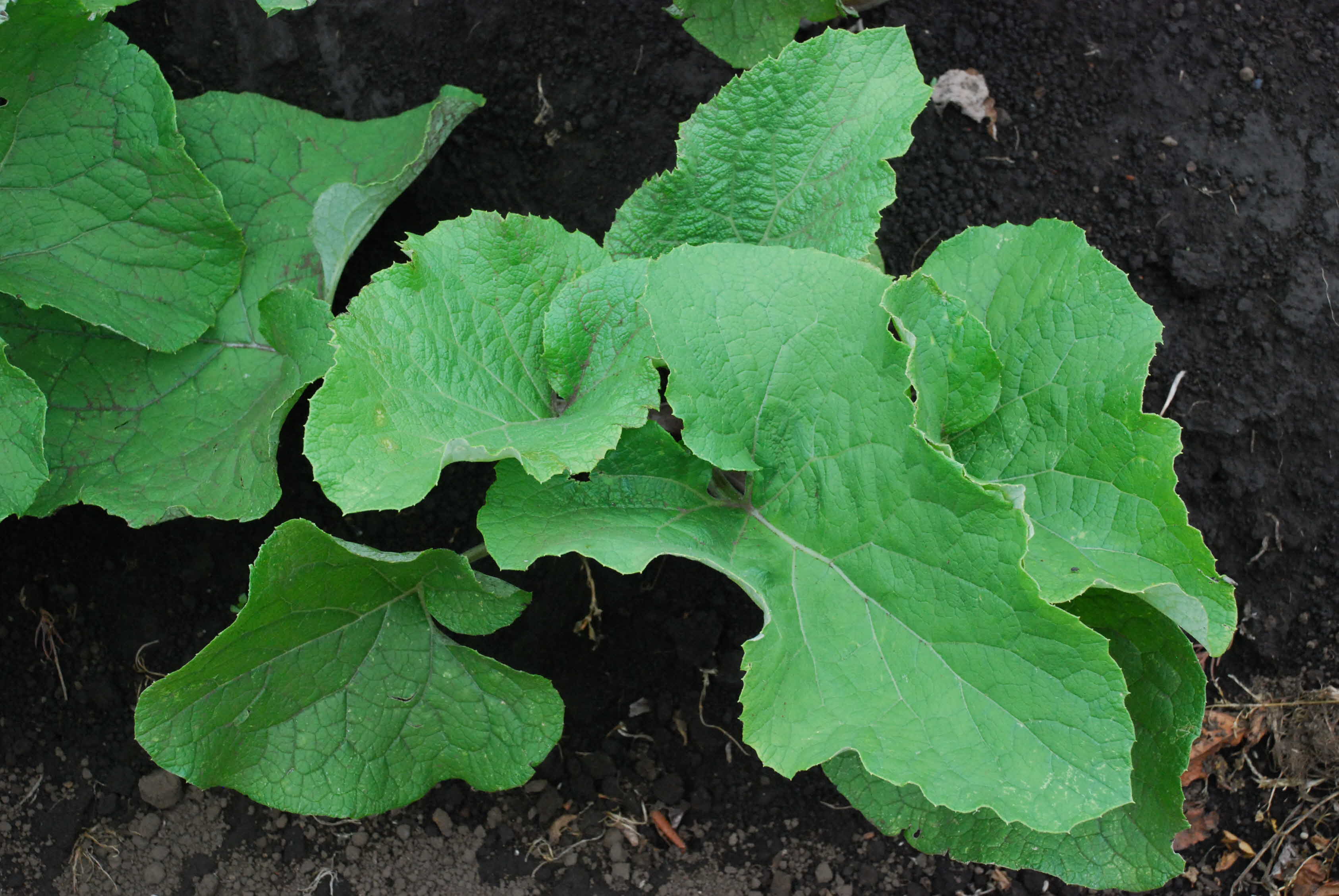 새소득작목실증 - 단우엉 지역재배가능성 검토