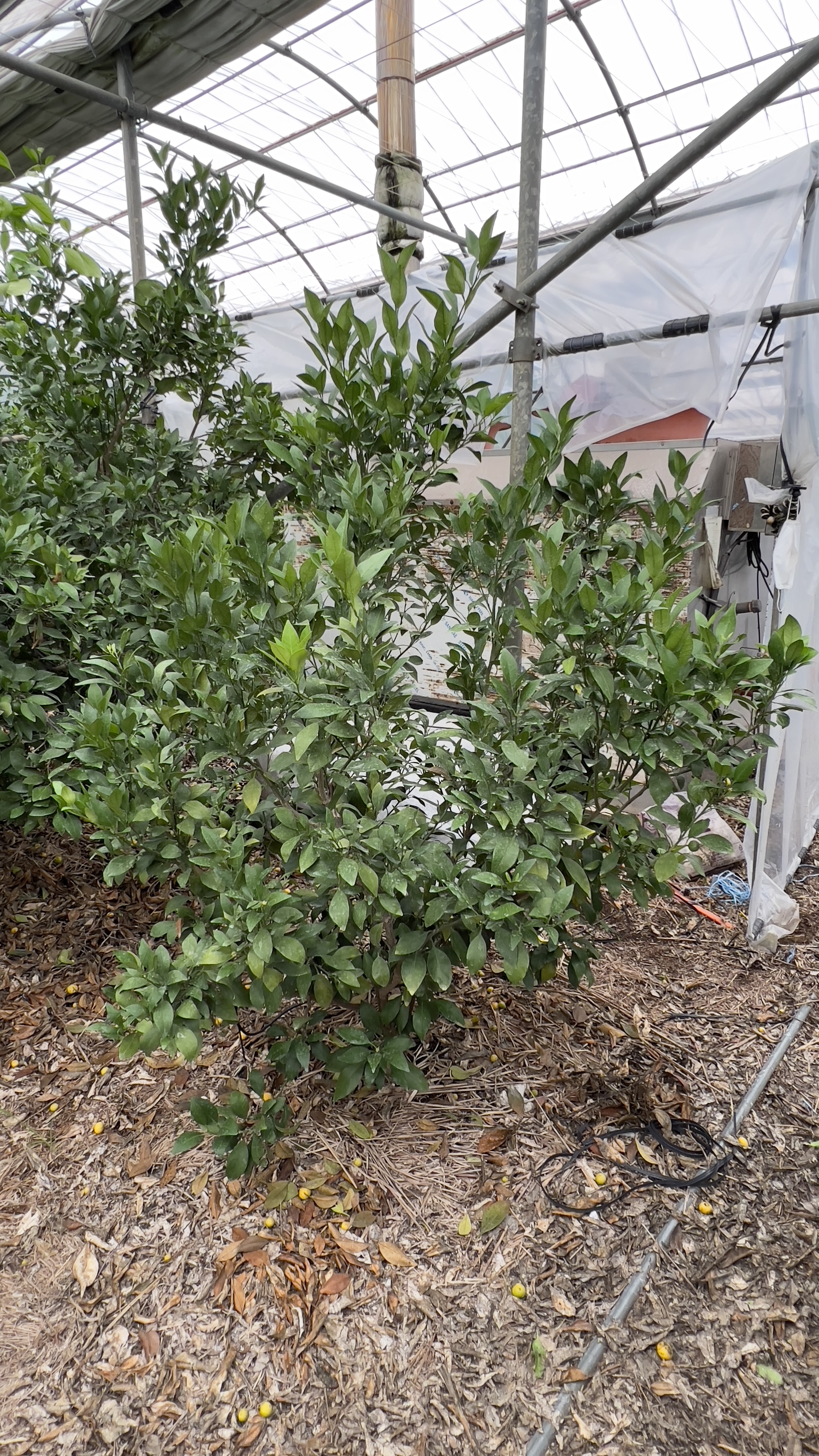 레드향(하우스)