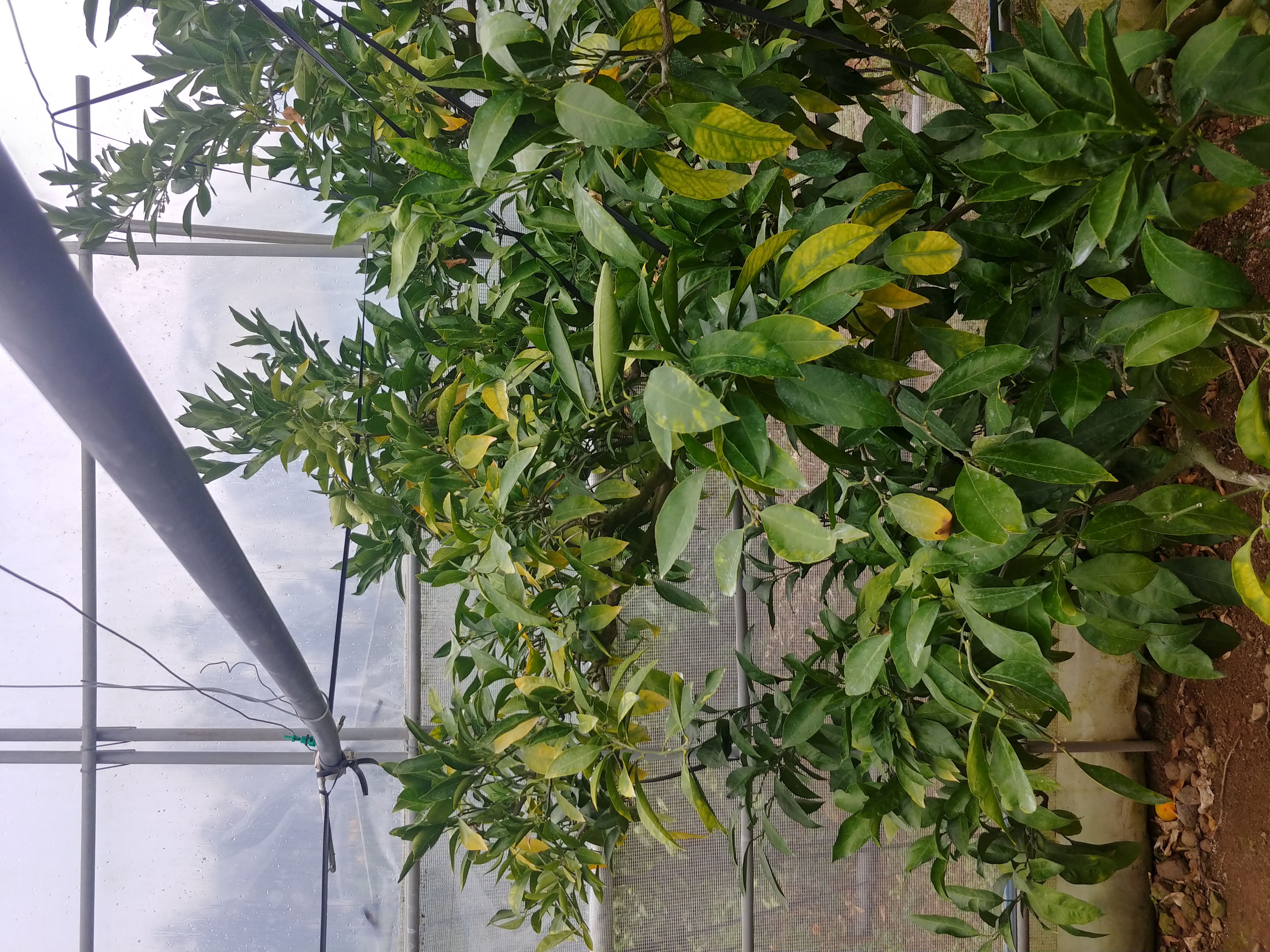 감귤나무 관련 문의