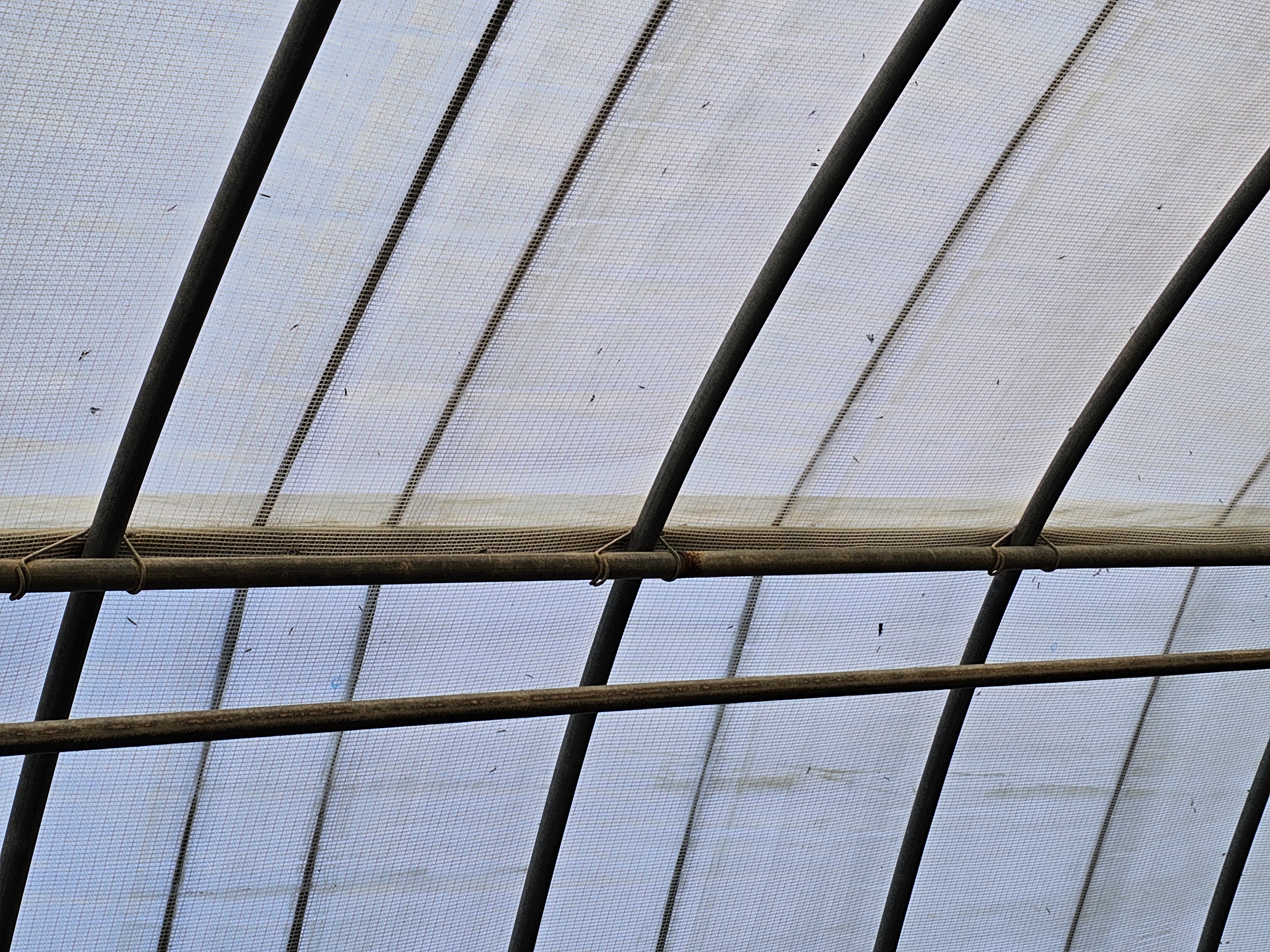 무슨 나방인가요?