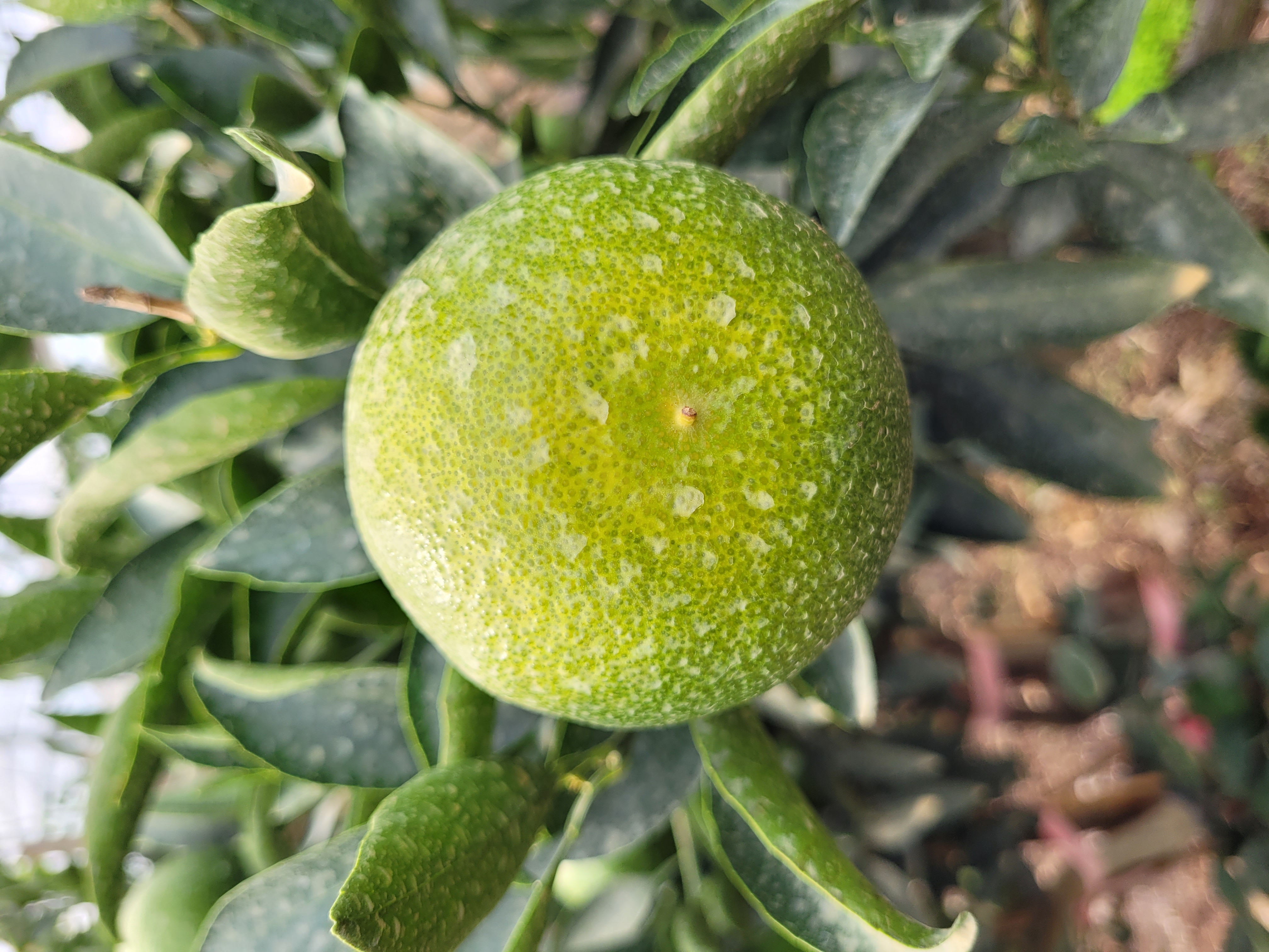 천혜향열매노란색띰