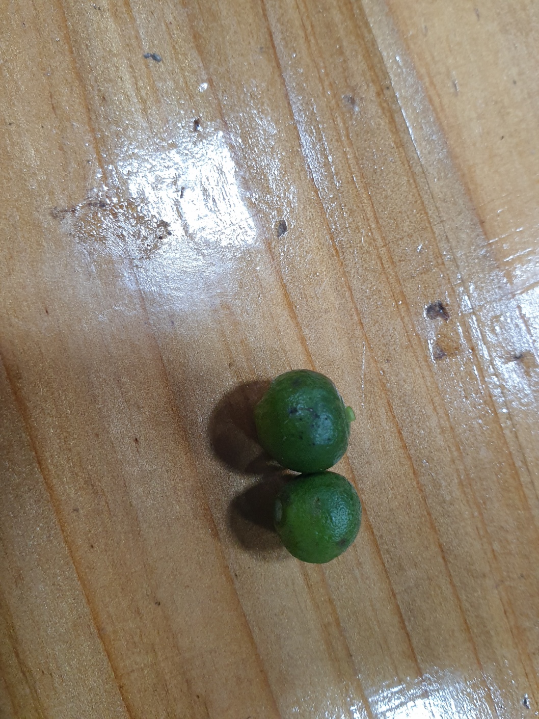 하우스감귤 봐주세요.