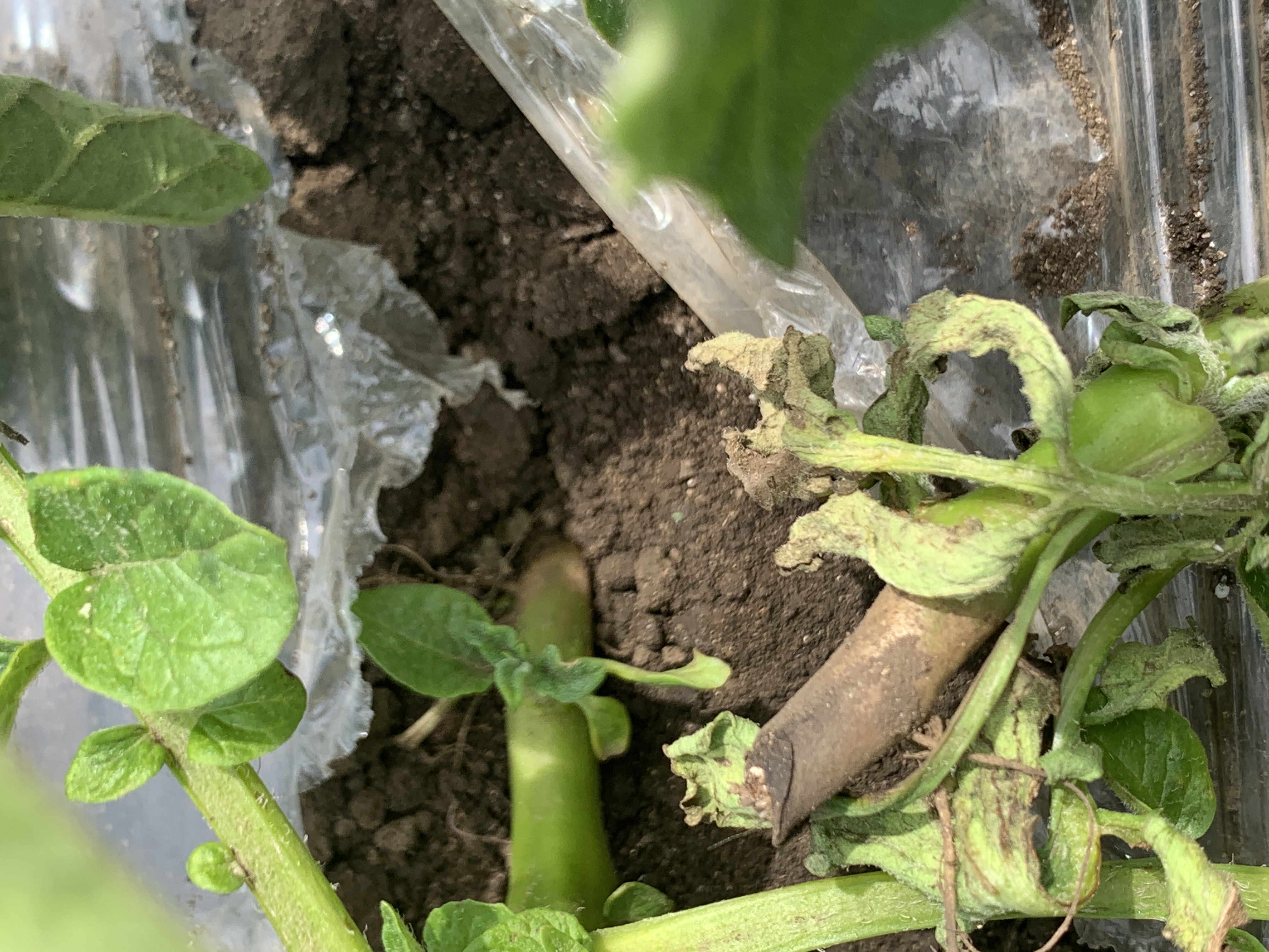 밭작물 관련 몇가지 문의글 올립니다.