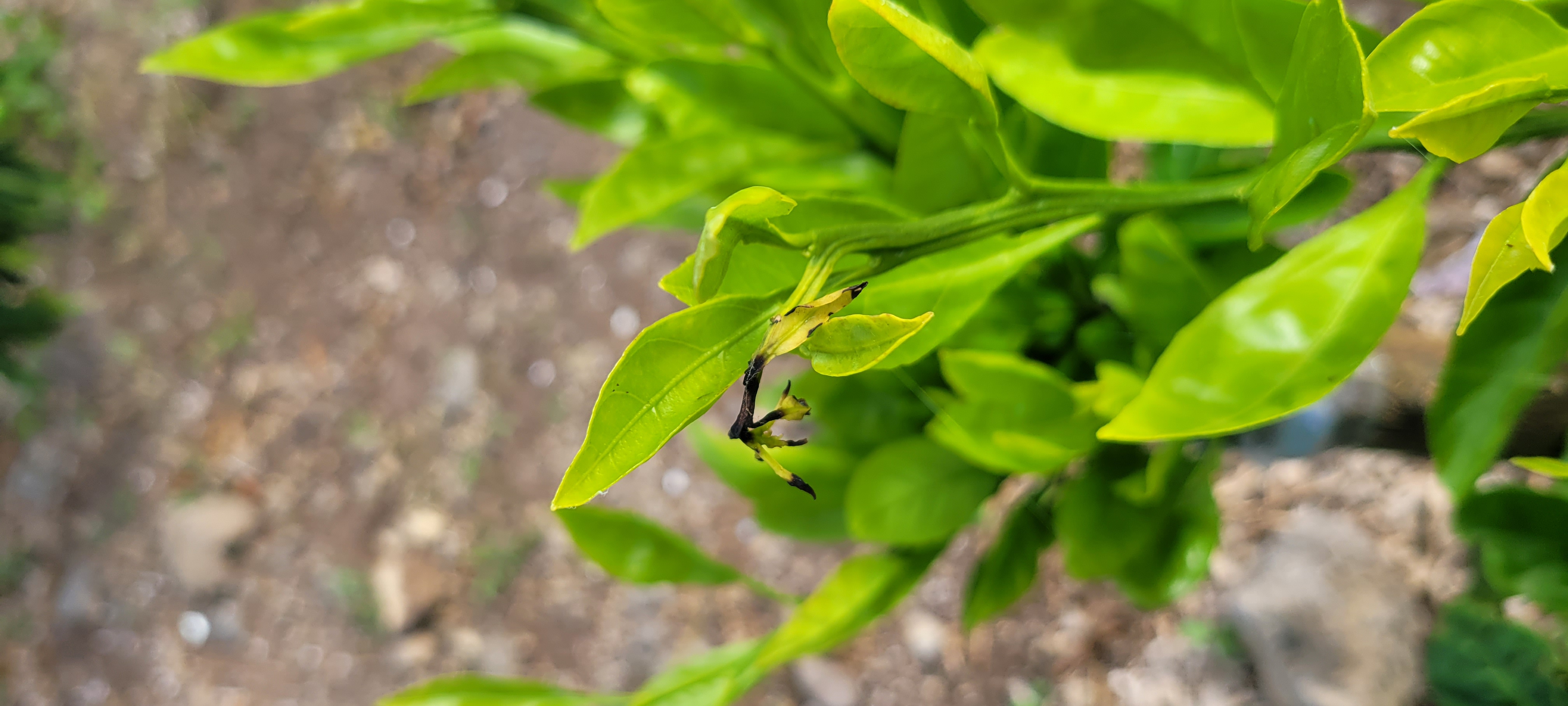 고접 유라 조생 새순이 까맣게 변하는 이유와 방제하는 방법 문의드립니다.