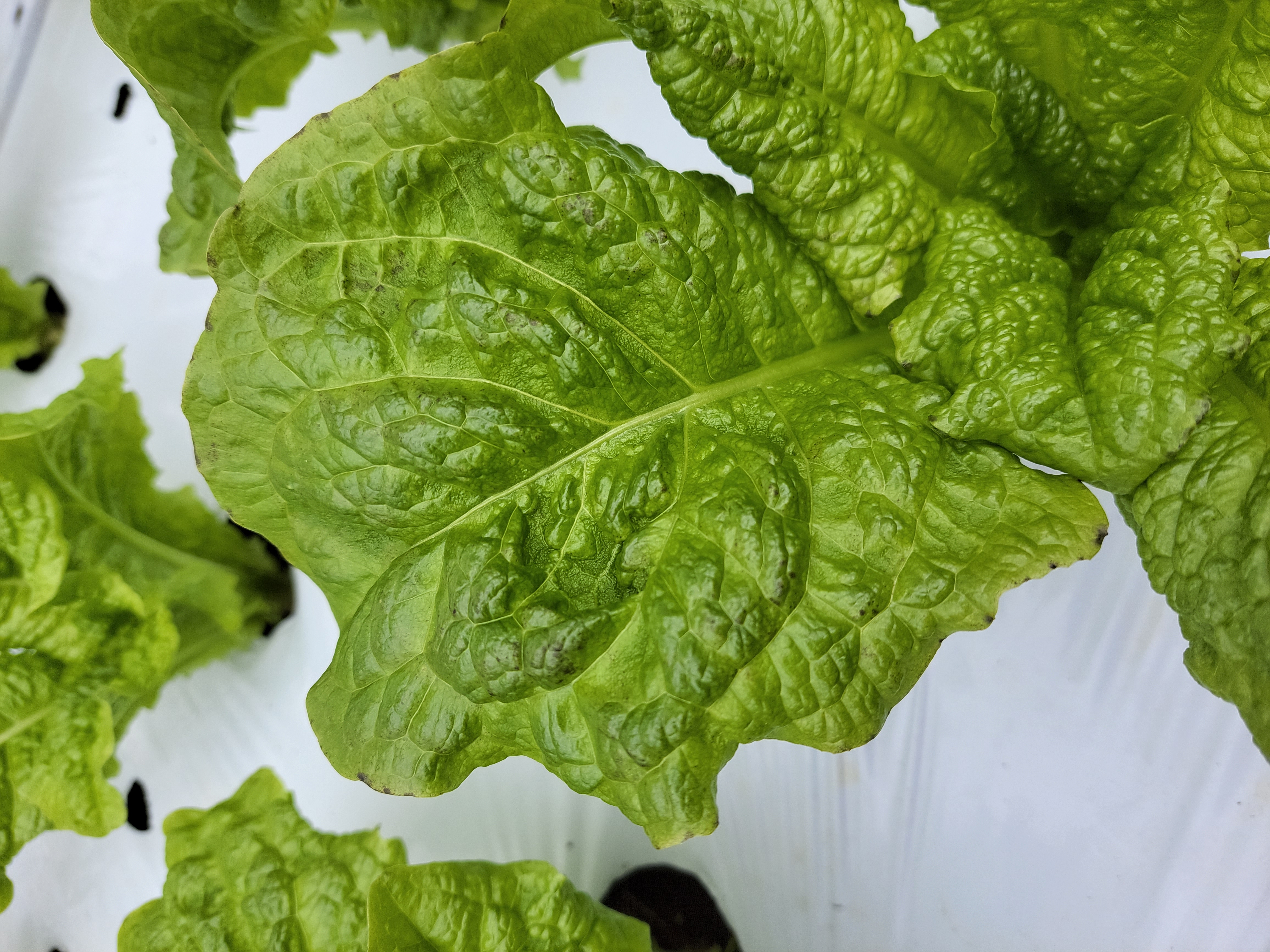 상추잎 이상증세에 대해서 문의드립니다