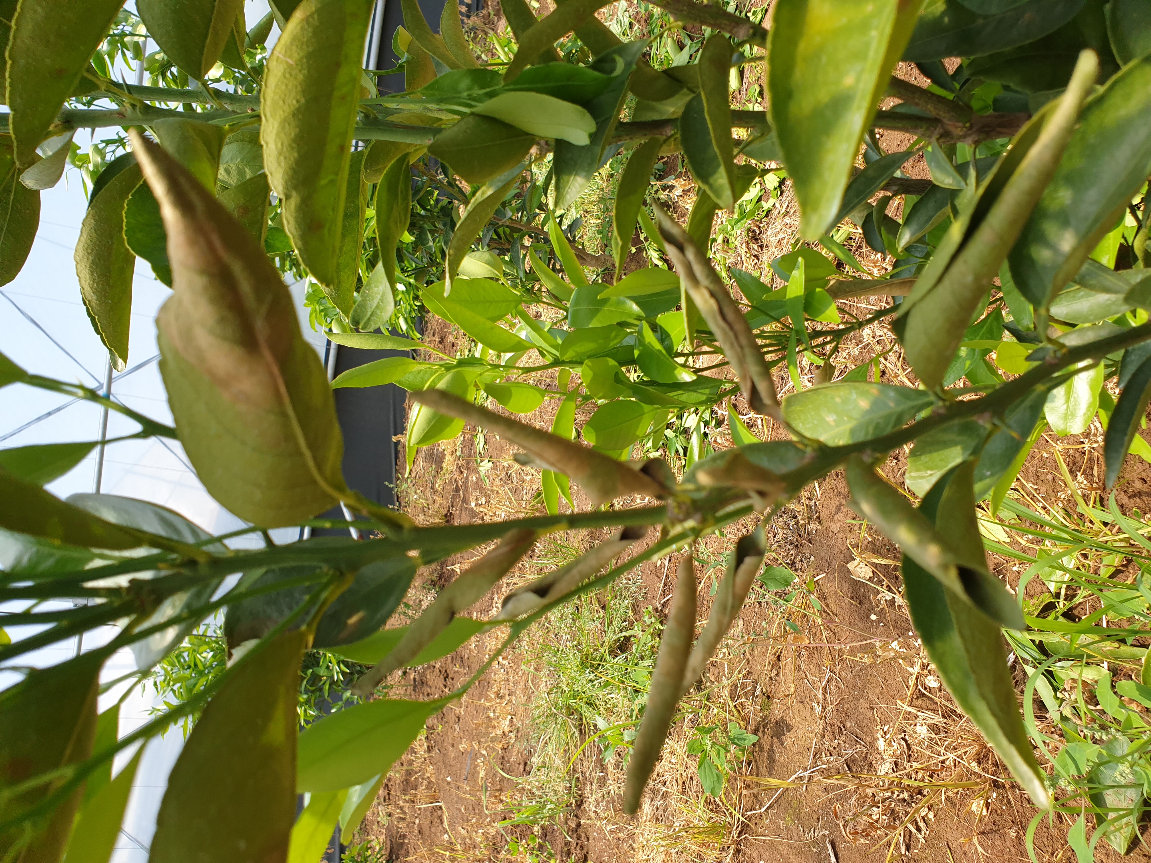 천혜향 낙엽현상