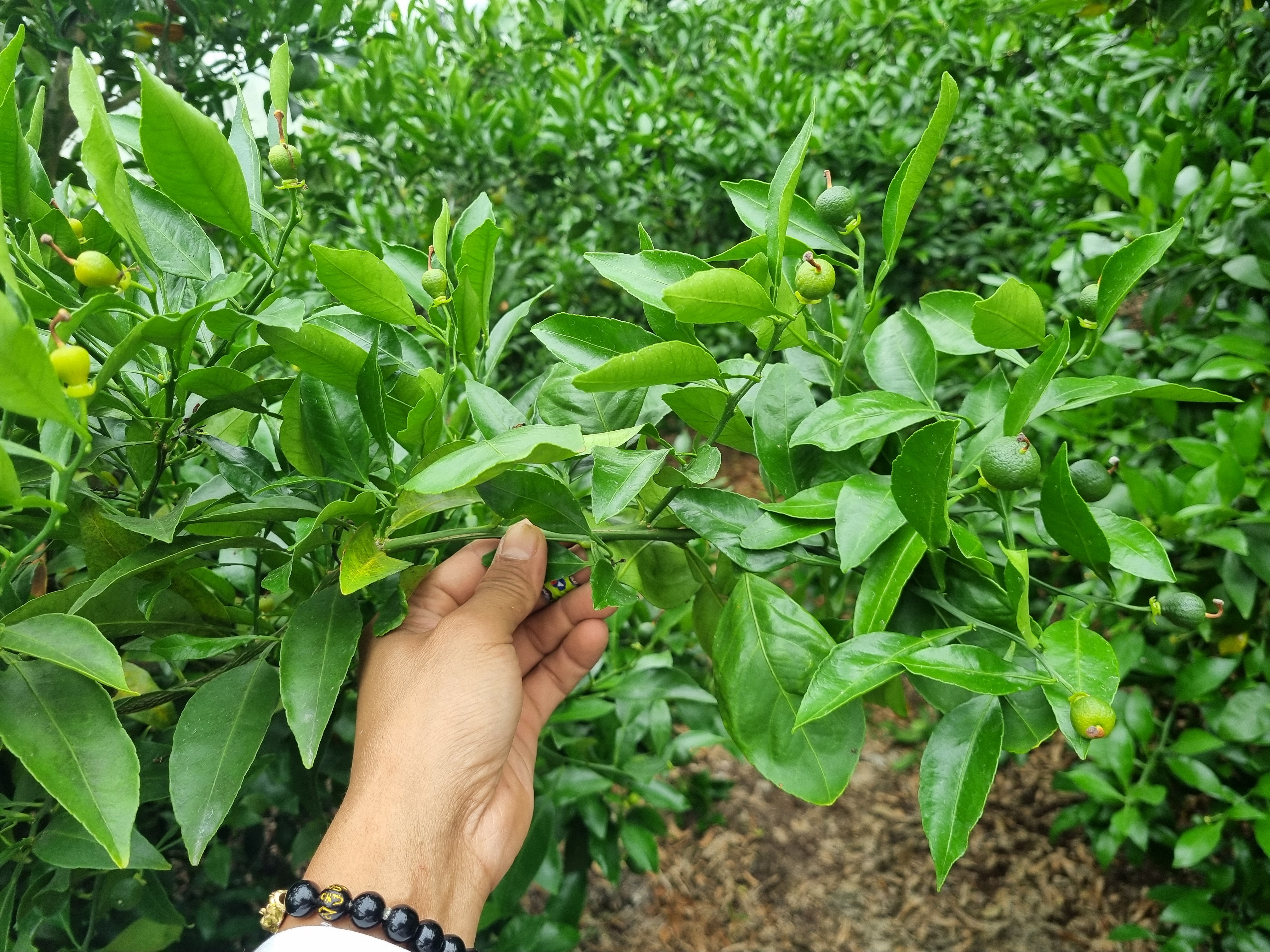 한라봉 결실되지않은 봄가지 정리방법 적과방법