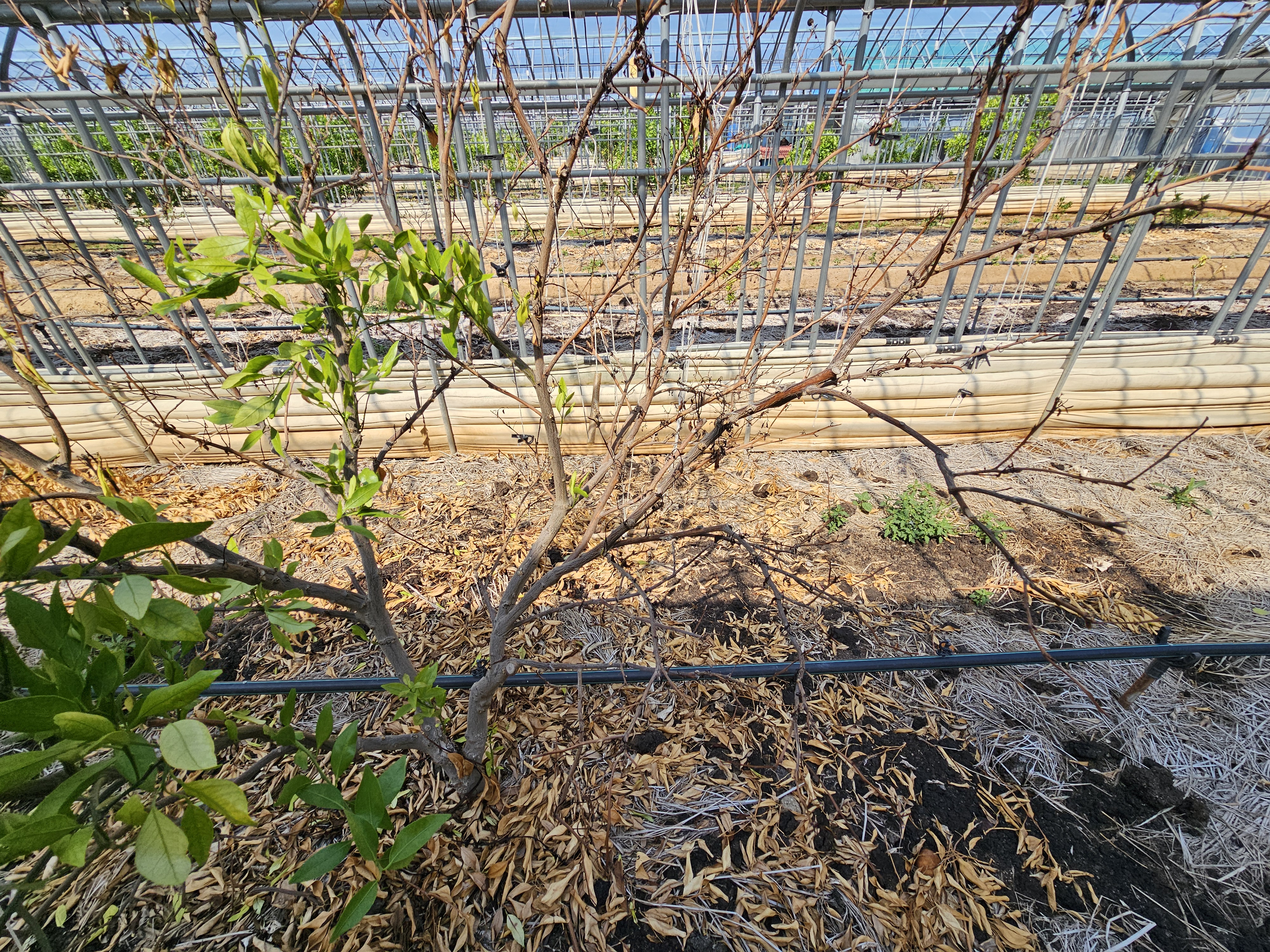 레드향 나무가 마르고 고사합니다.