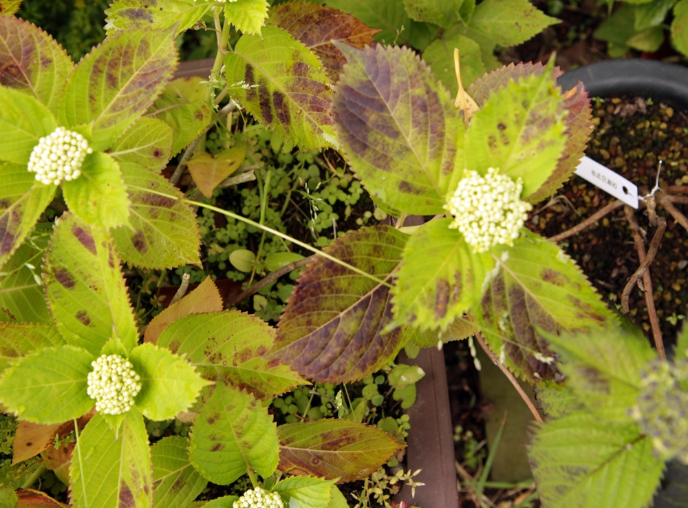 수국을 재배하는데 5월부터 잎에 반점이 많이 생깁니다. 무슨 병일까요.
