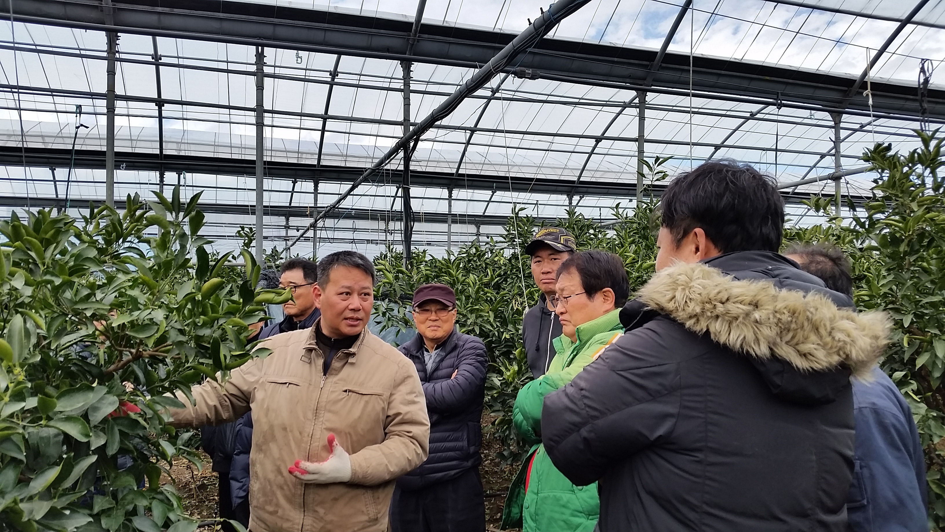 2019 감귤 및 만감류 정지 ․ 전정기술 교육