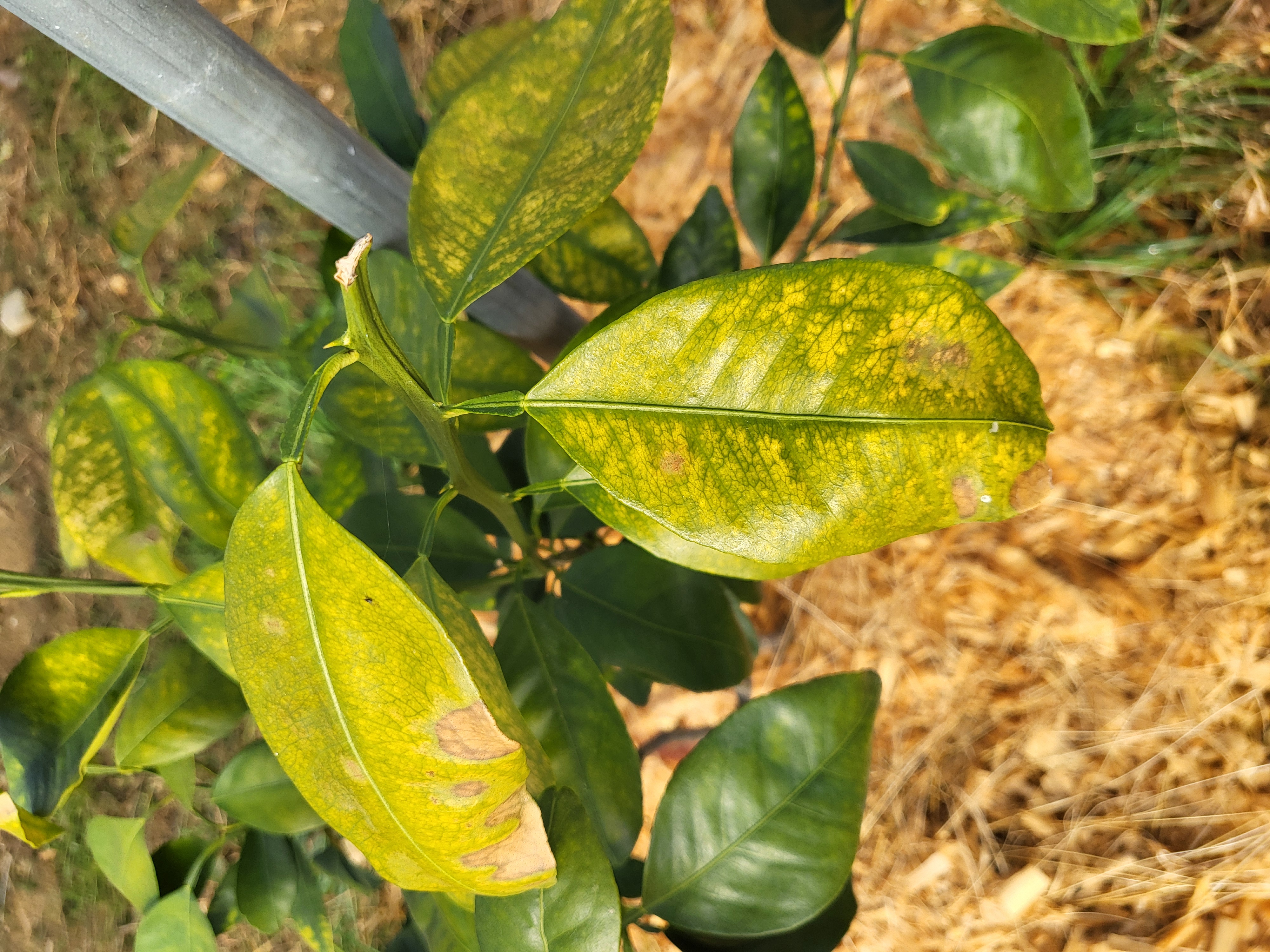 천혜향 상태가 이상합니다.