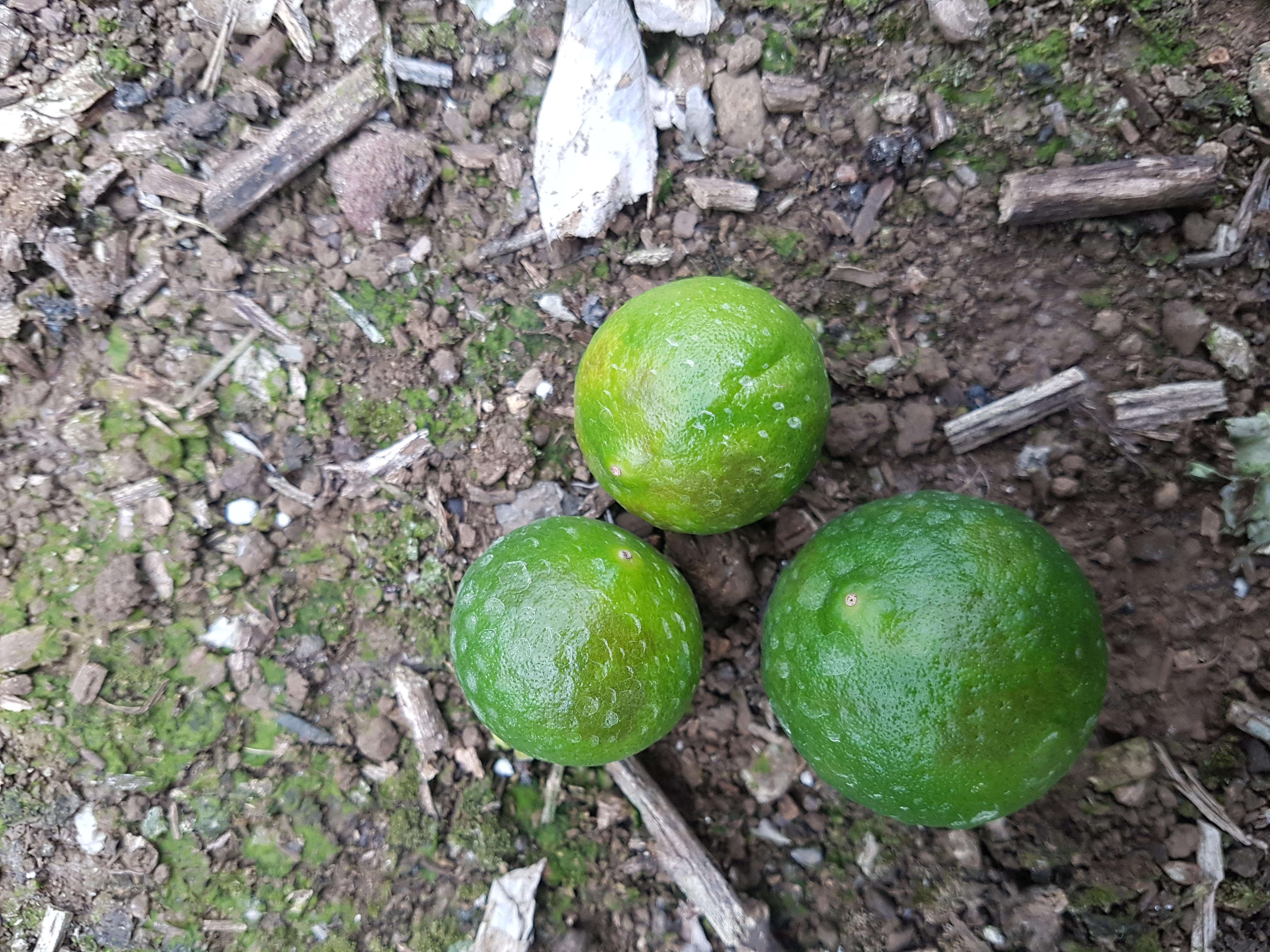 병해충 명밎 원인과 방제방법을 알려주세요(답변바랍니다)