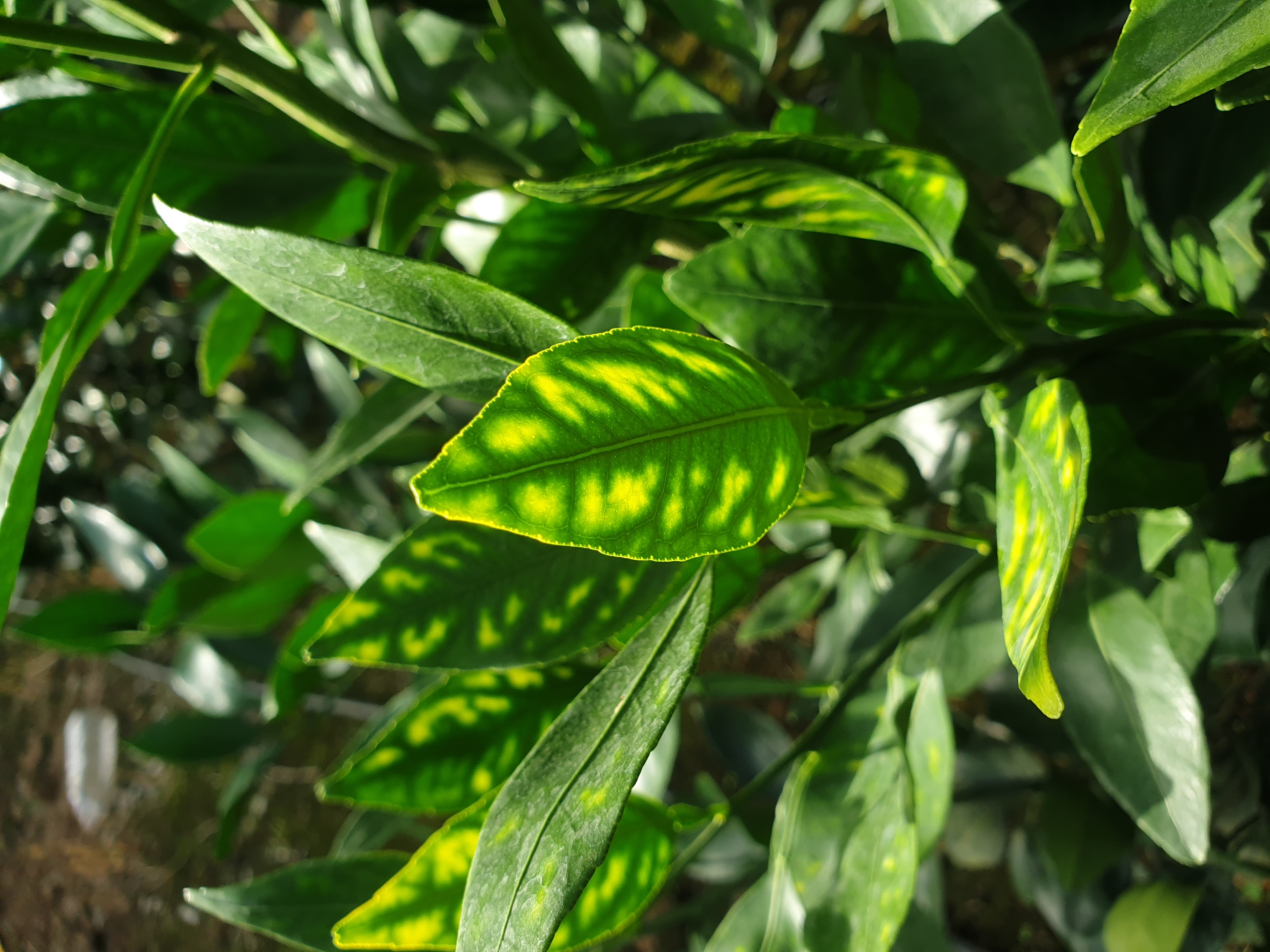 레드향 잎 변색