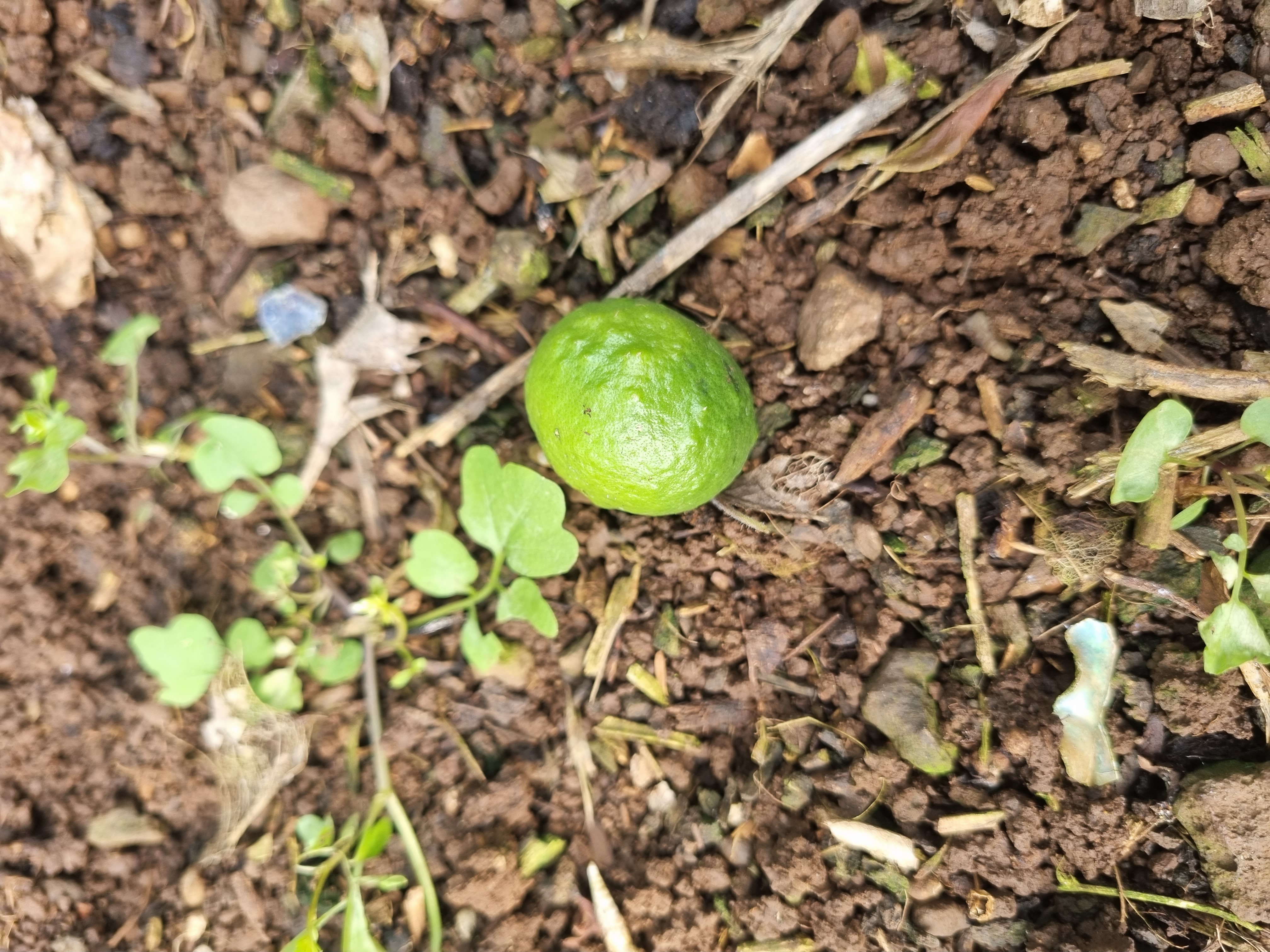 레드향 하우스 열매입니다.
