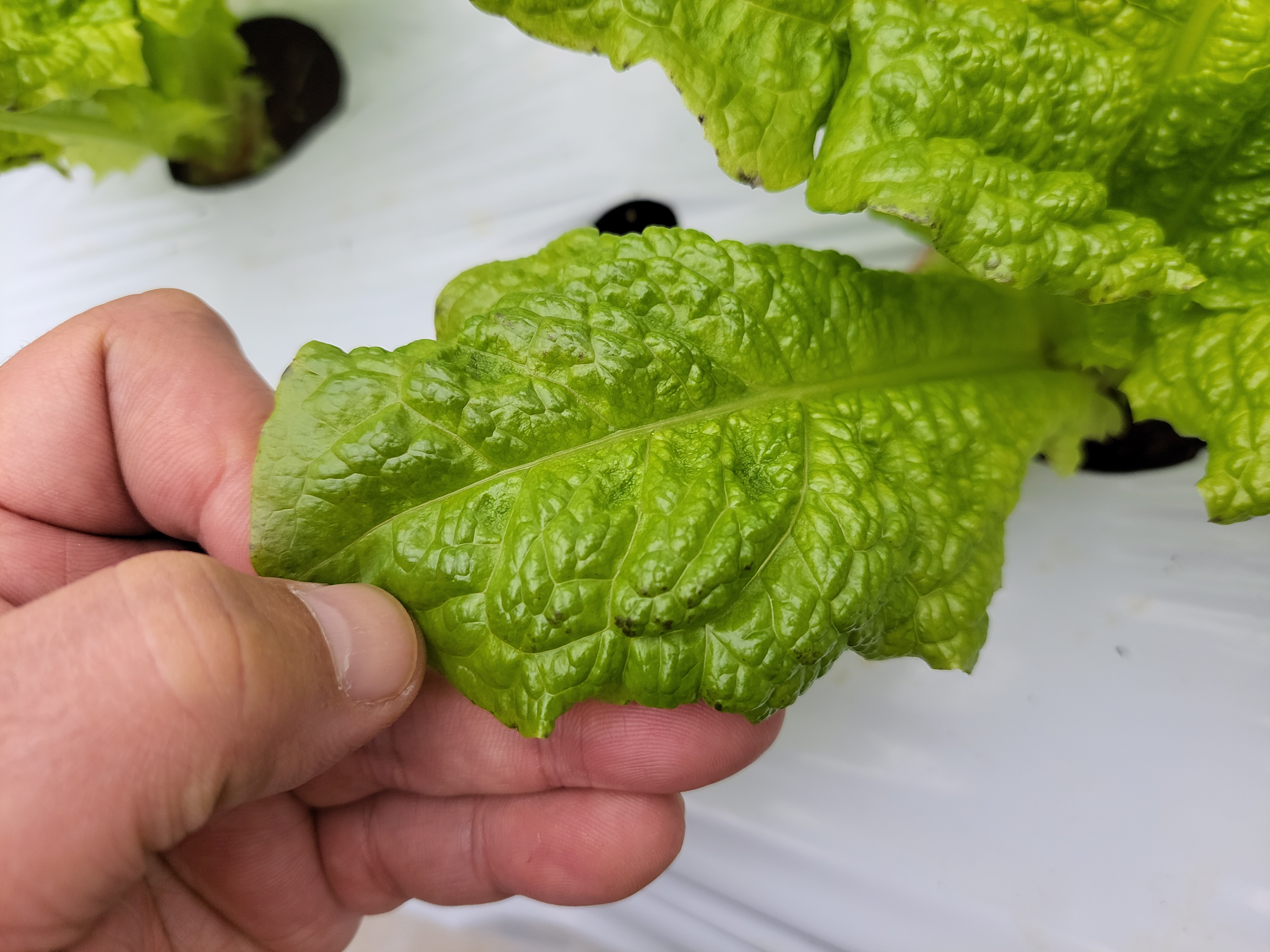 상추잎 이상증세에 대해서 문의드립니다