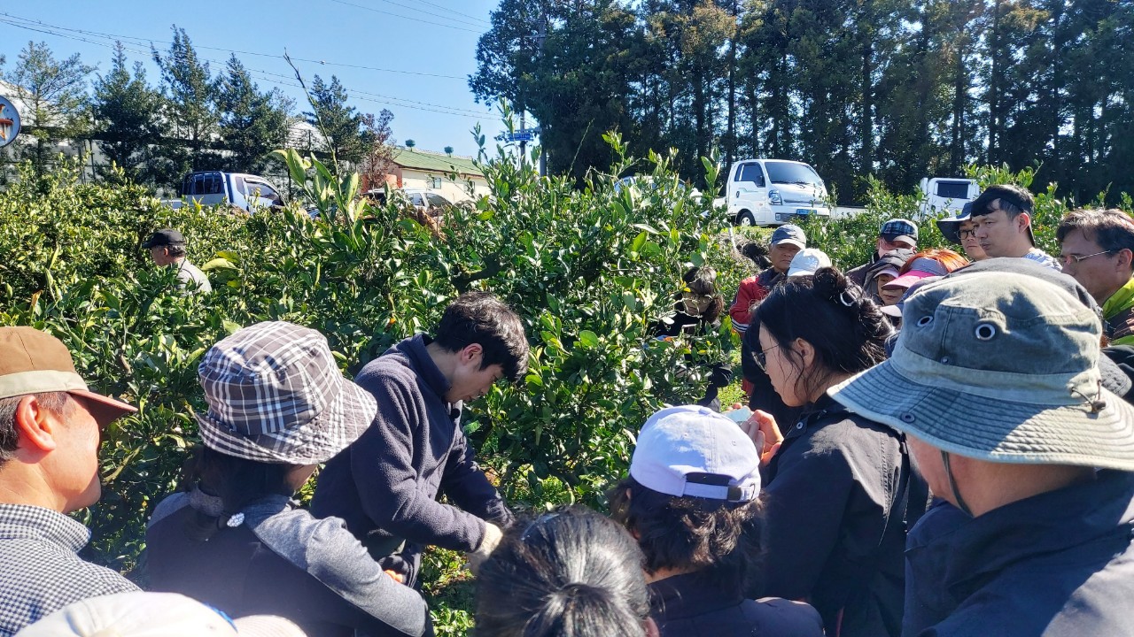 2026년 노지감귤 정지전정 교육(위미농협) 