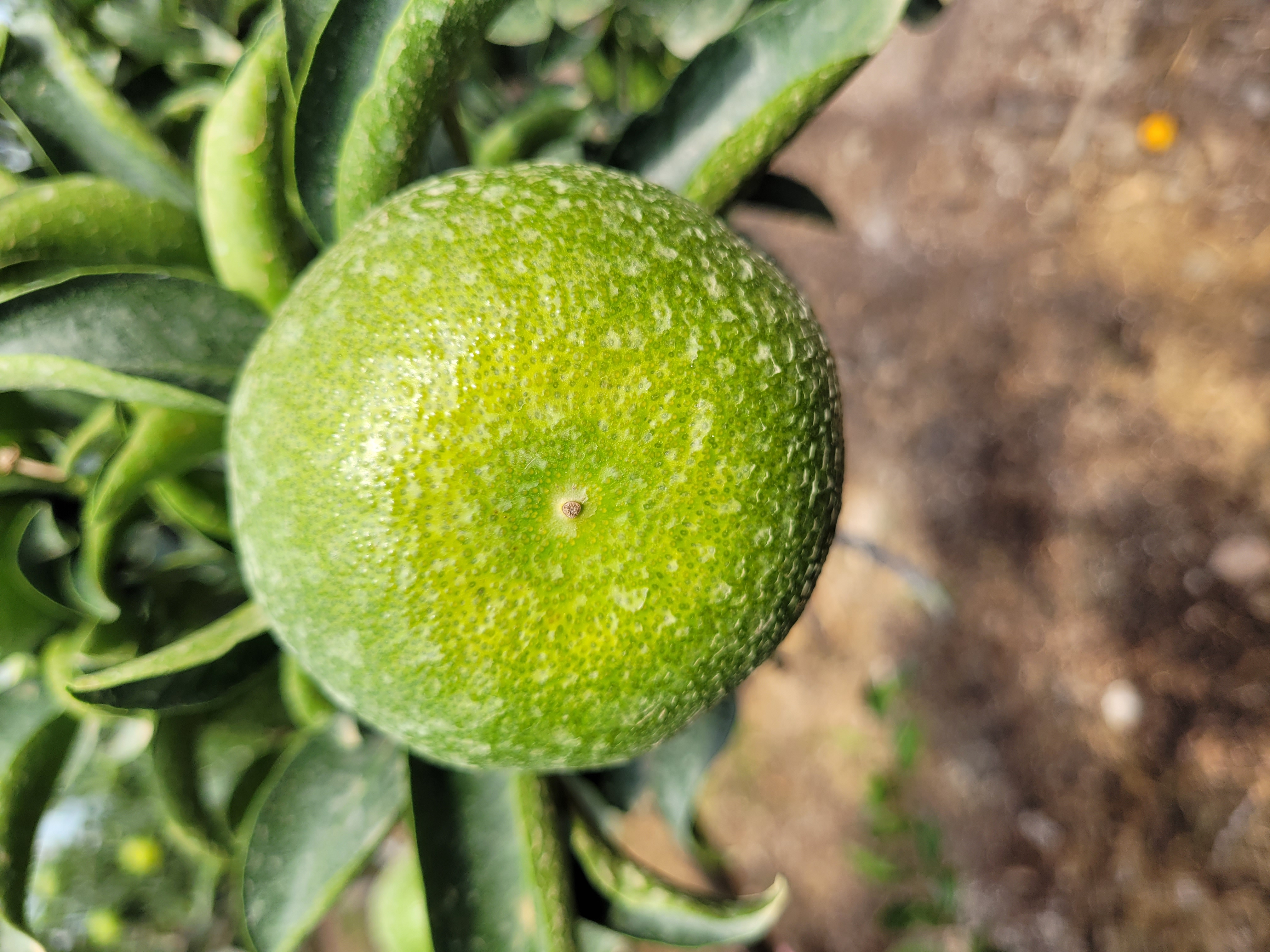 천혜향열매노란색띰