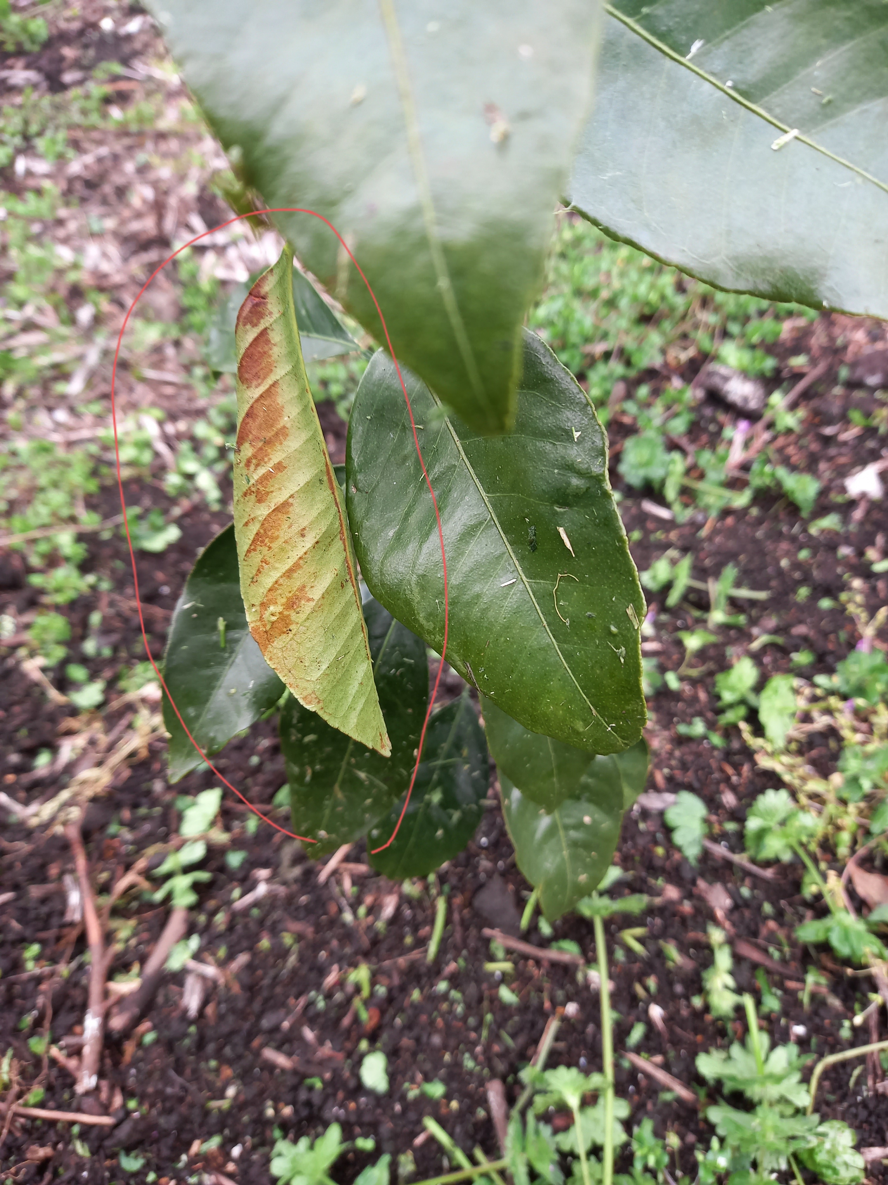 카라향 병해충 문의