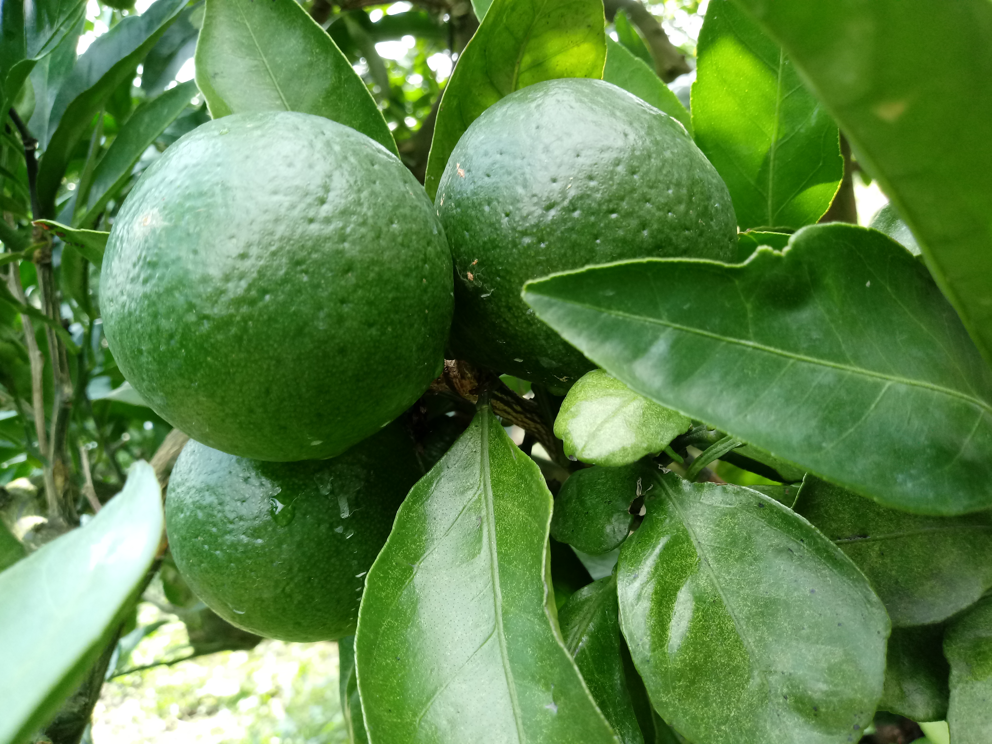 해걸이 하는 나무의 열매는 못먹나요?