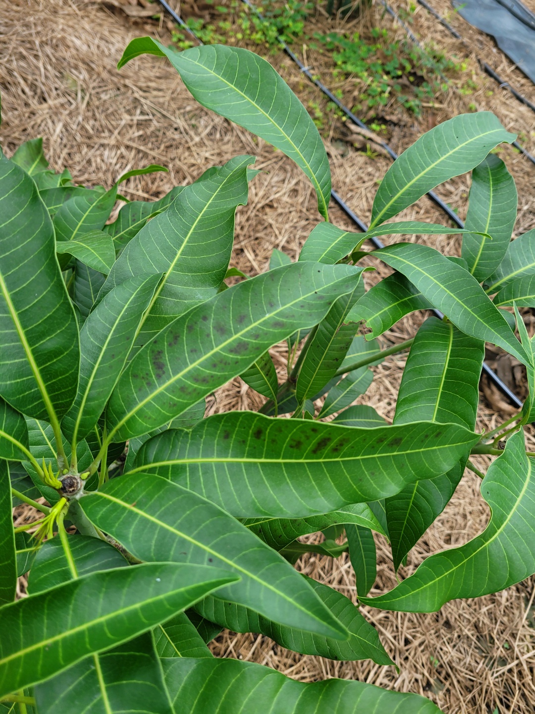 애플망고 잎 시듦