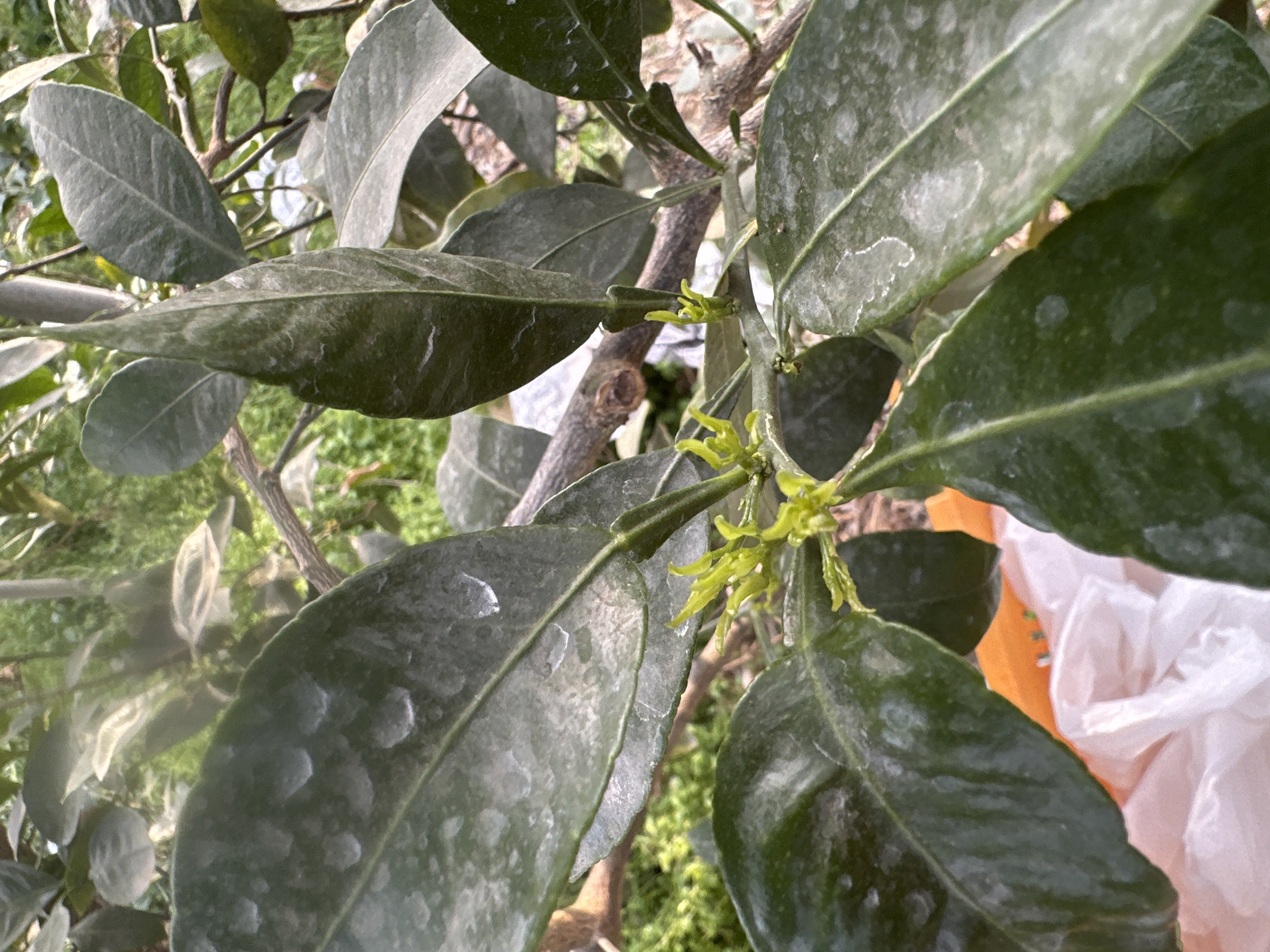 한라봉 올해 꽃피는시기