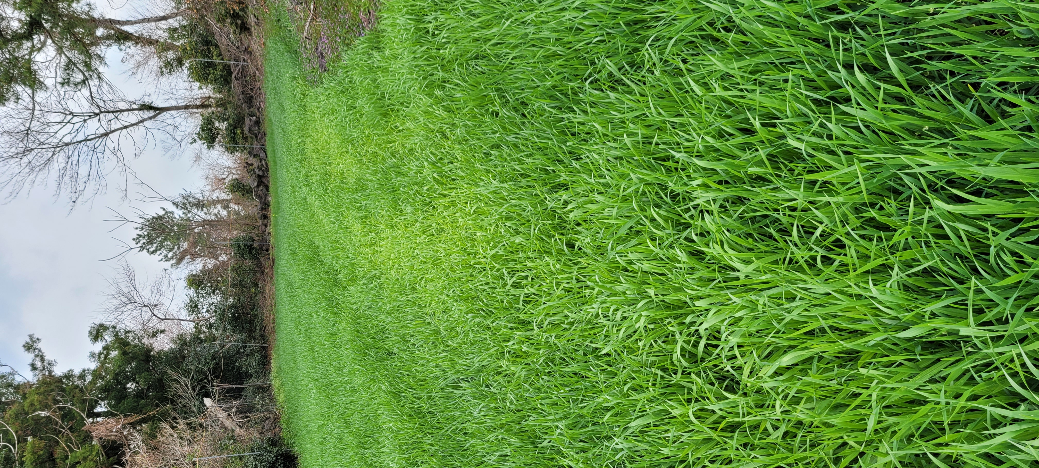 보리에서 이런경우 원인이 무엇인가요