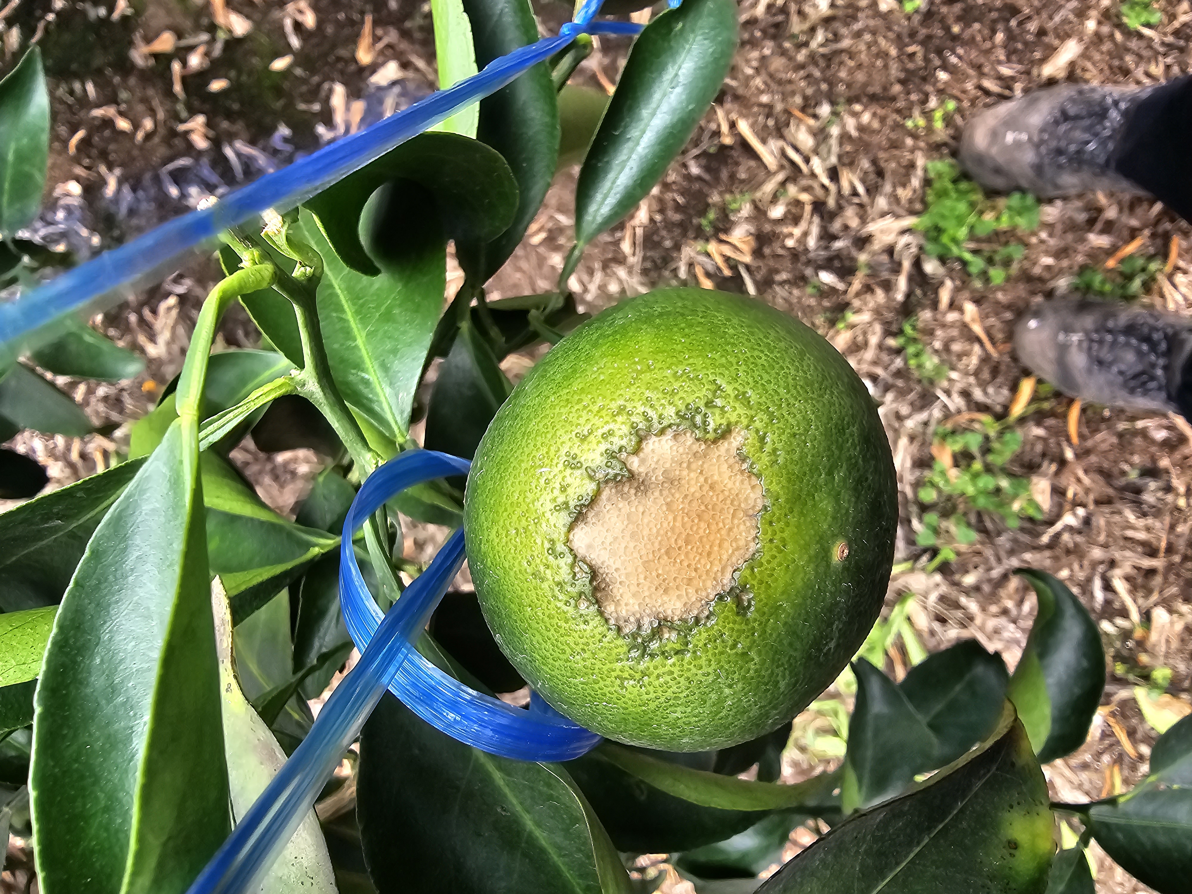 천혜향 일소피해가 맞는지 궁금합니다