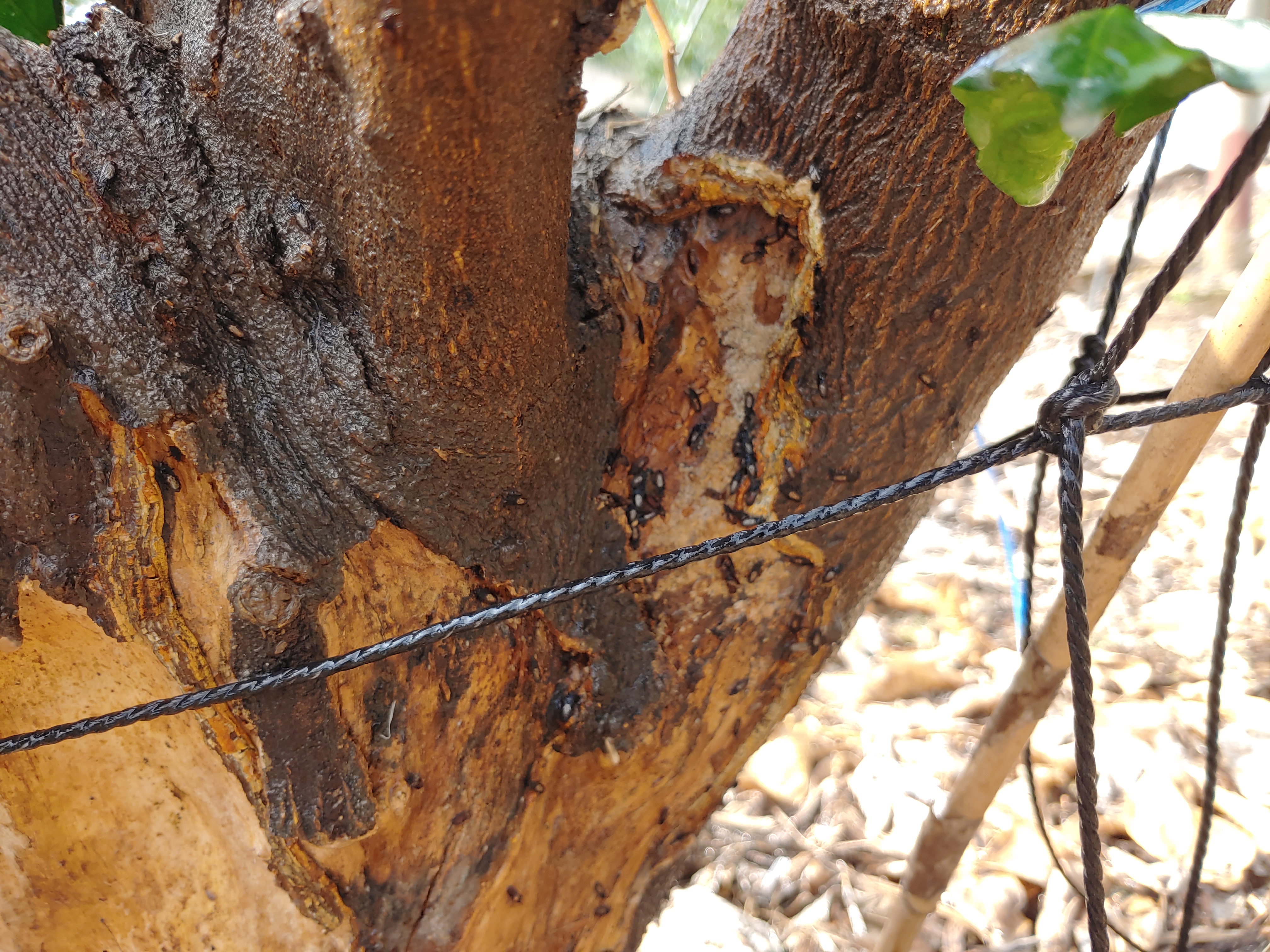 고접 레드향 나무 밑동