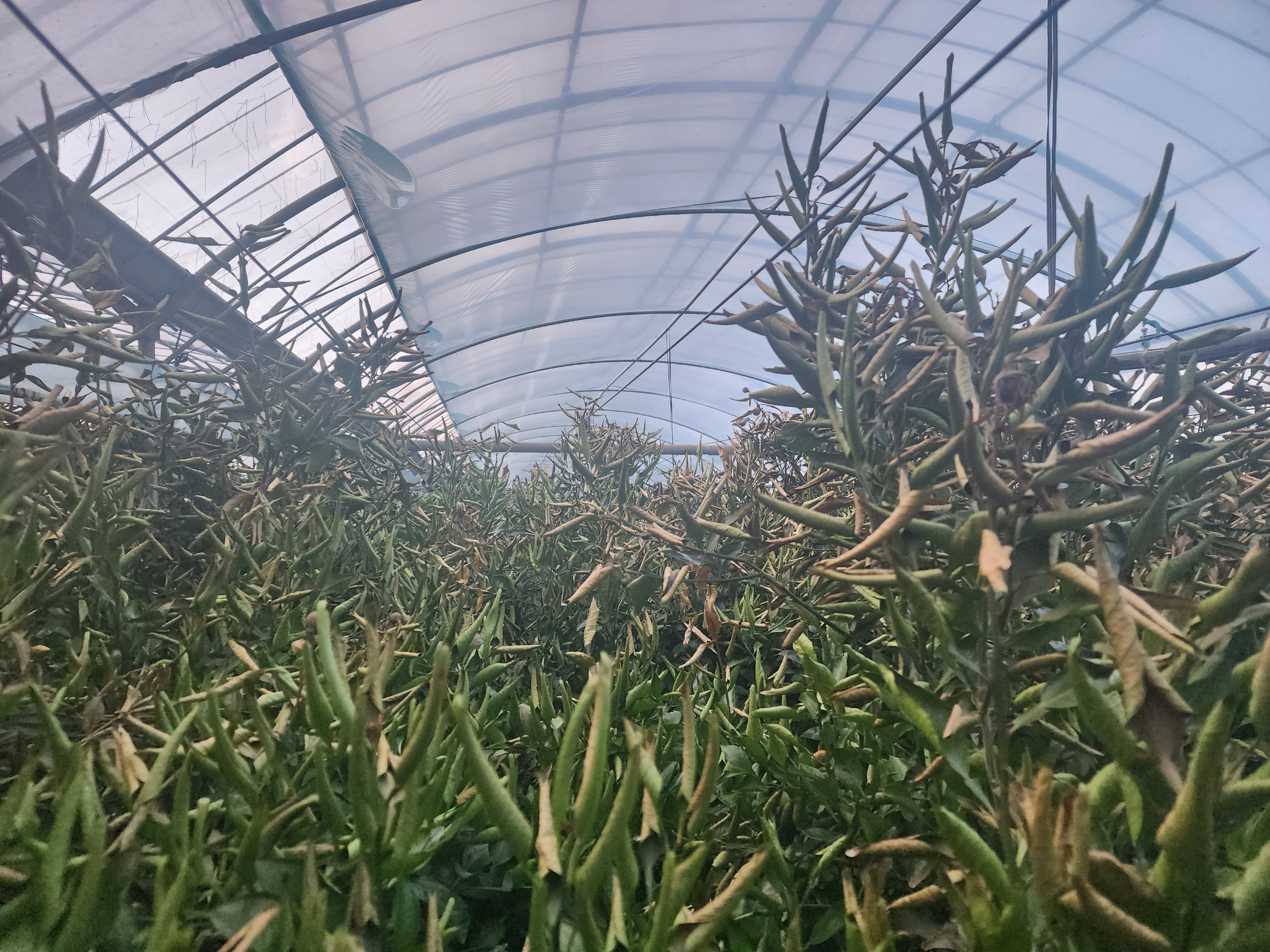 한라봉 수목 일부분 타버림