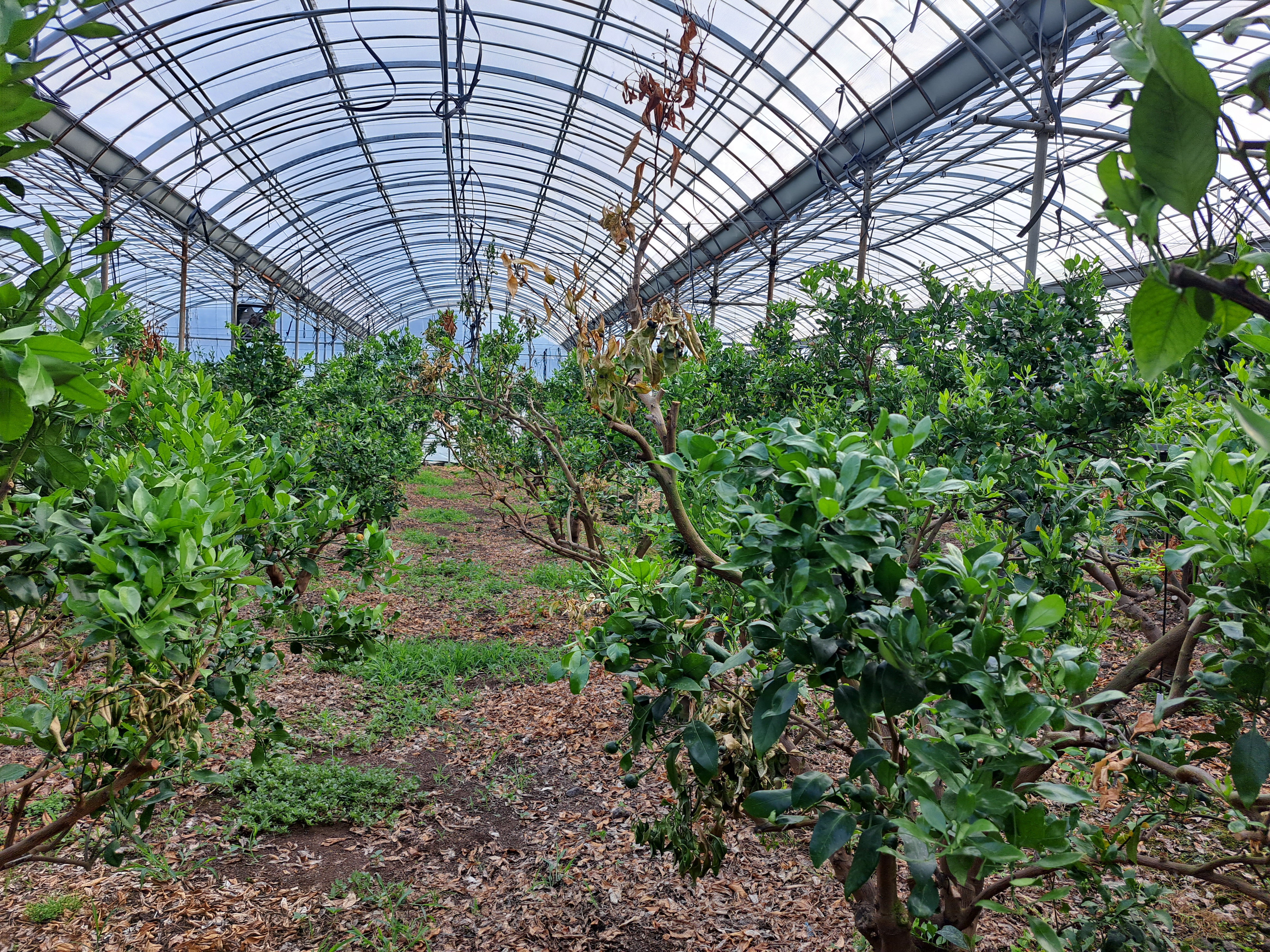 레드향 하우스 고온피해