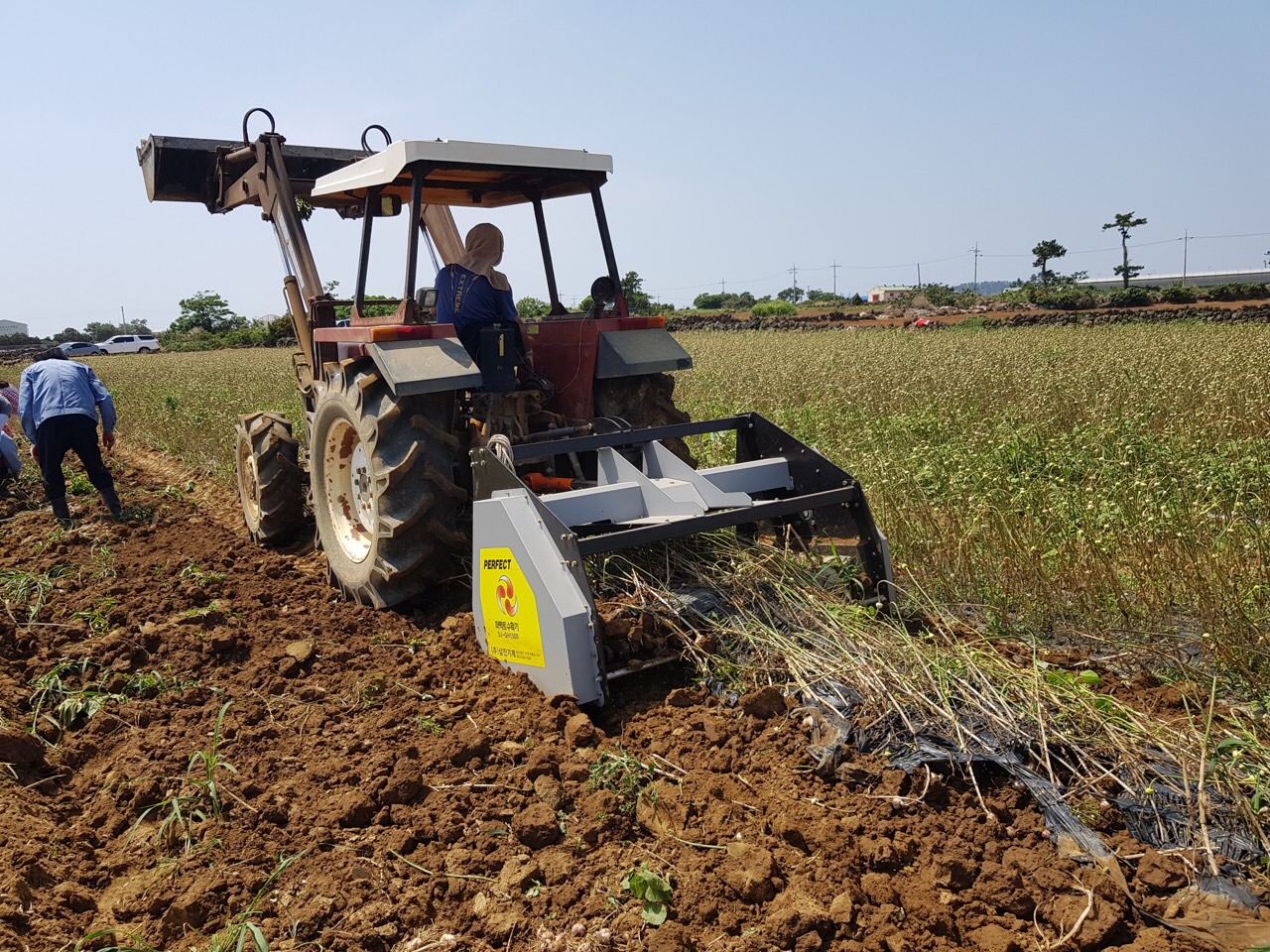 마늘 수확 현장(기계사용)