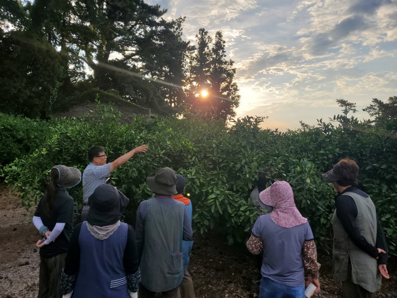 고품질감귤 안정생산을 위한 생활개선회원 열매솎기 수눌음 지도