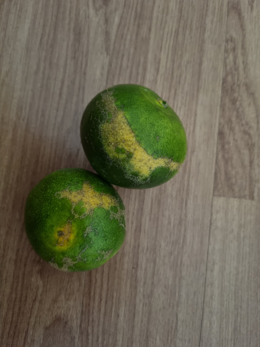 노지감귤 병해충 질문