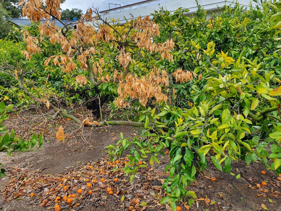 노지 밀감나무가 왜 이런건가요?