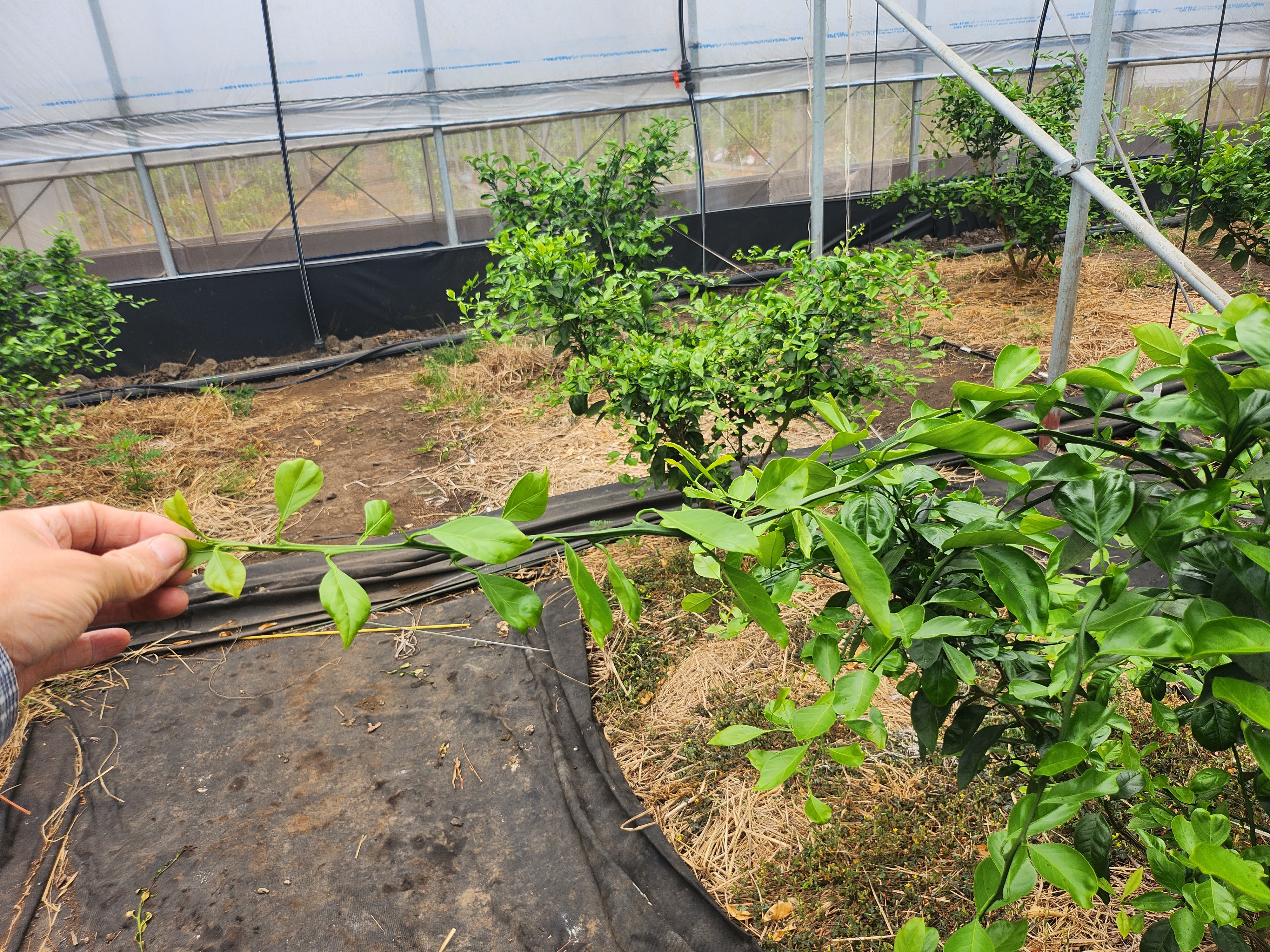 유라조생 봄순 생리 장애 문의