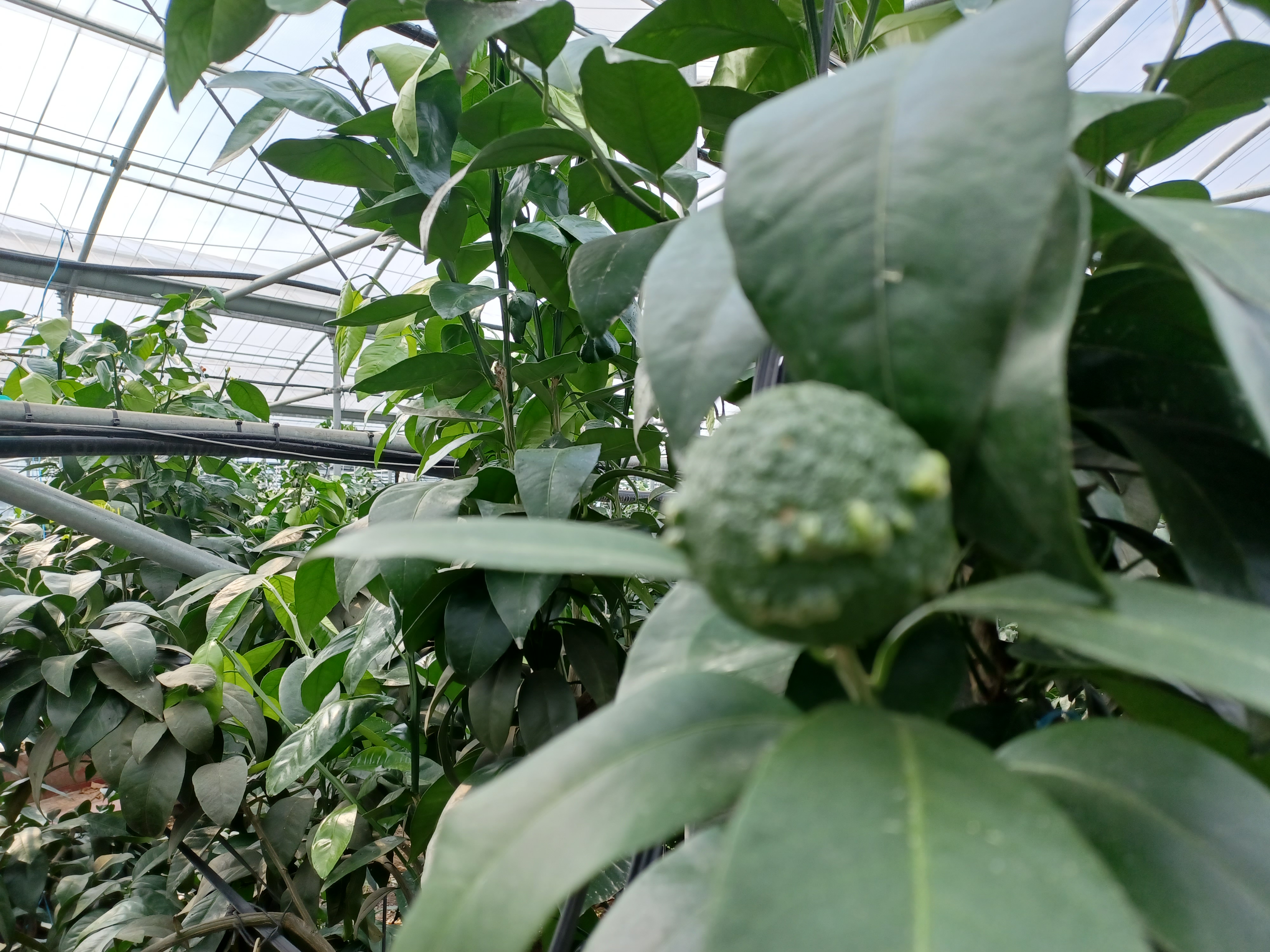 카라향 열매 증상 알고 싶습니다