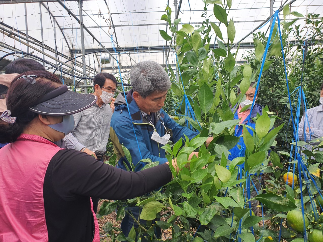 한경농협 만감류 공선회 컨설팅