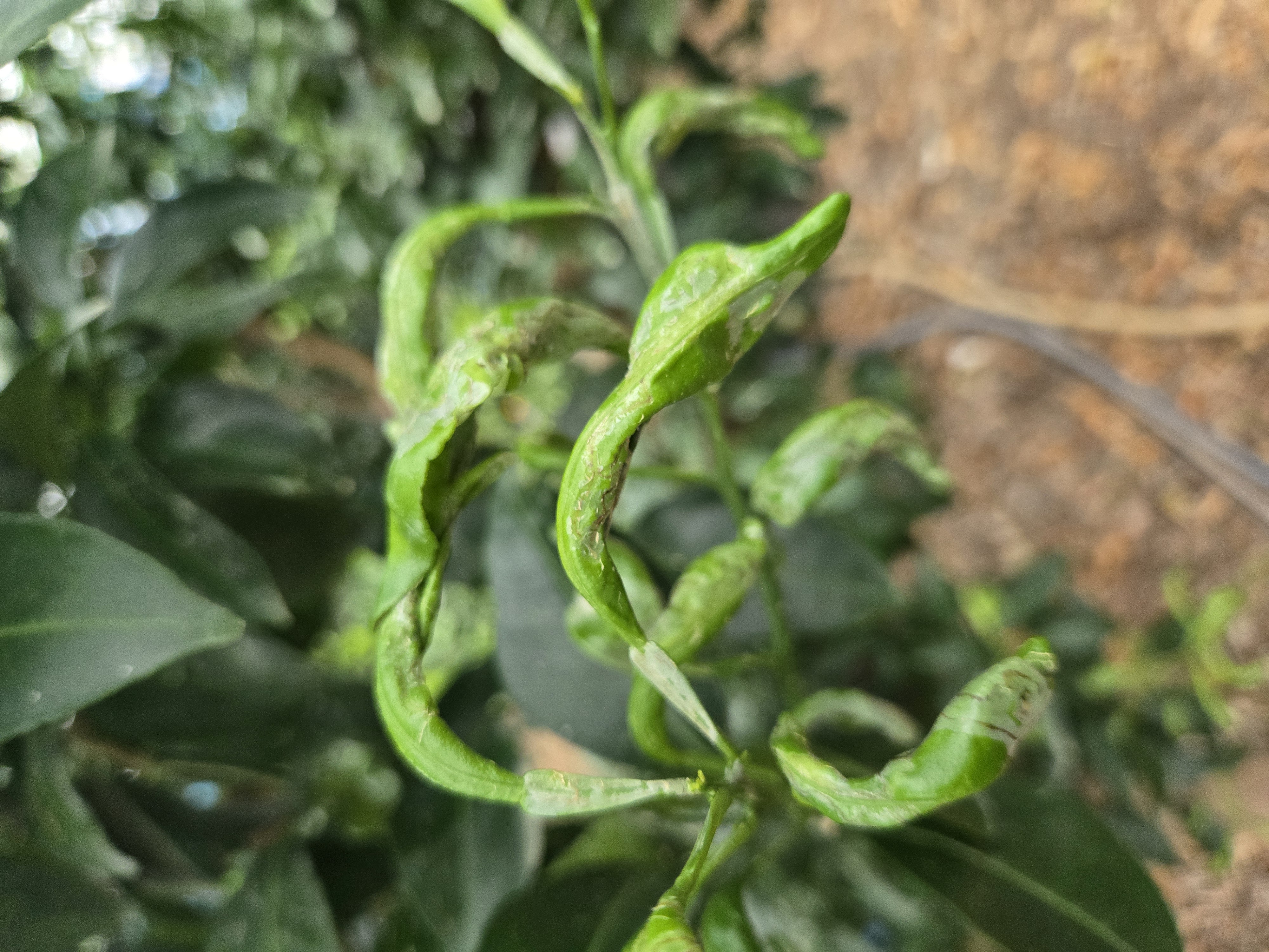 한라봉 열매 및 잎 문의