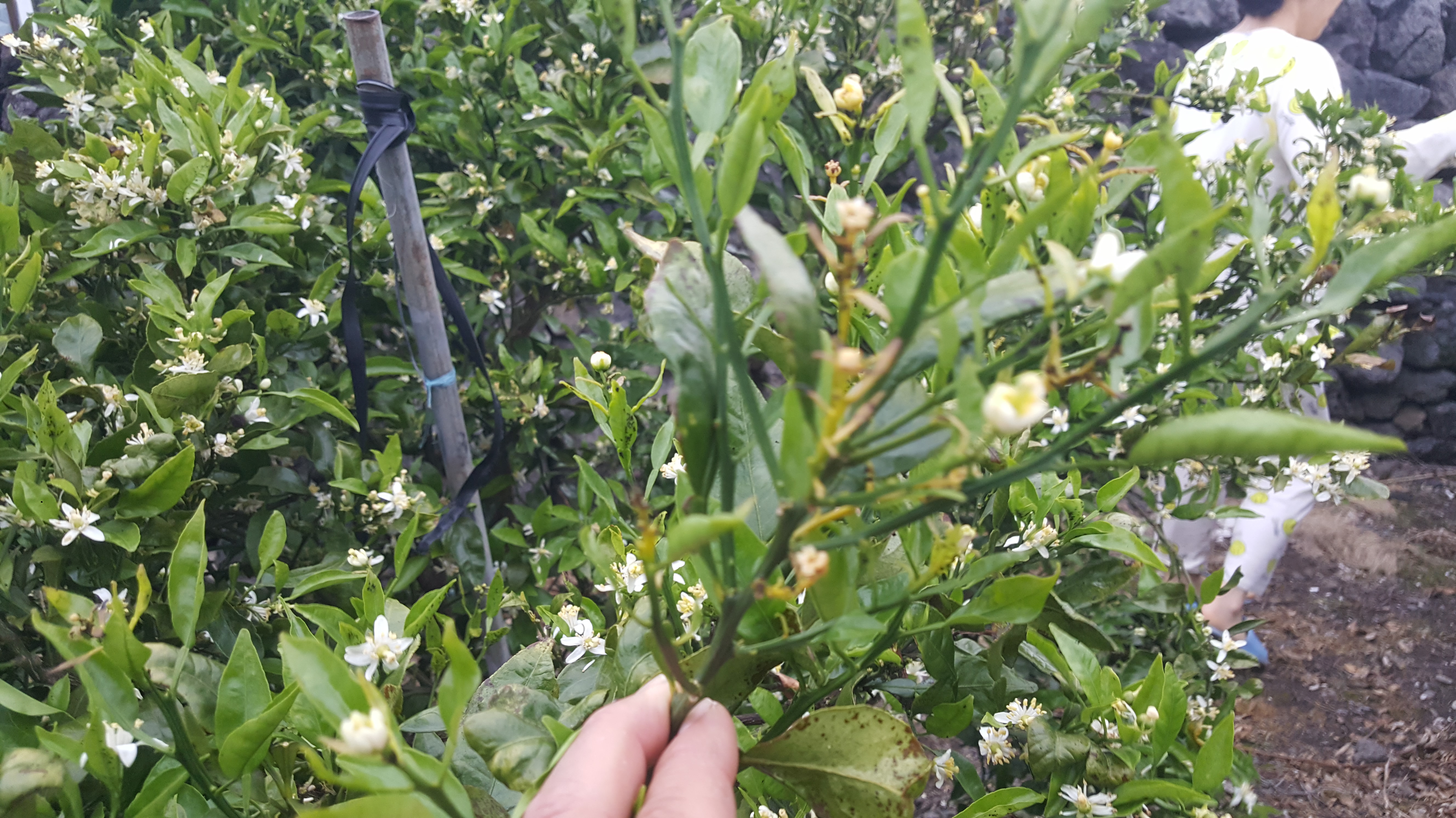 노지 한라봉 진단 부탁드립니다.