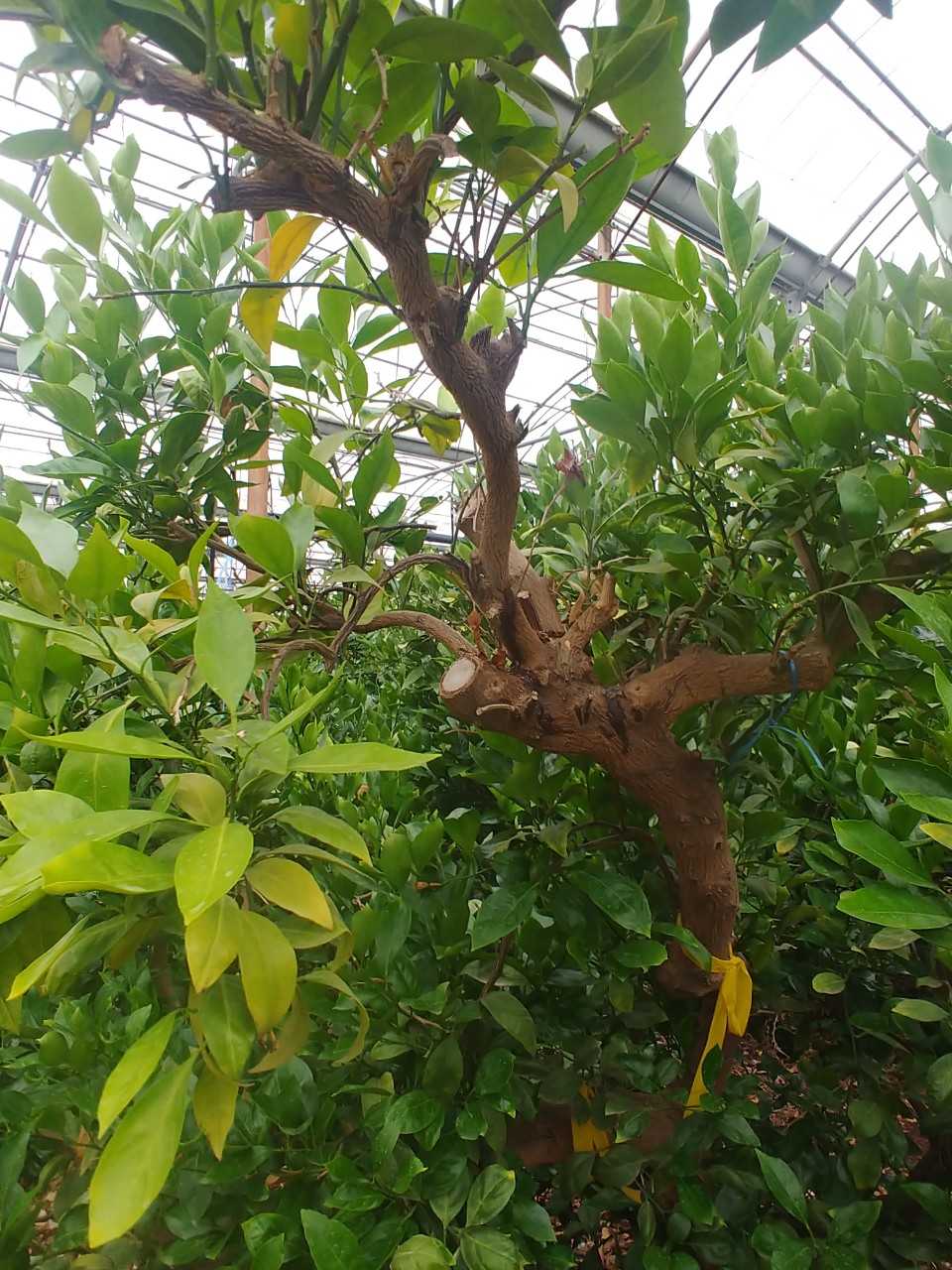 비가림감귤 병해관련 질문입니다.